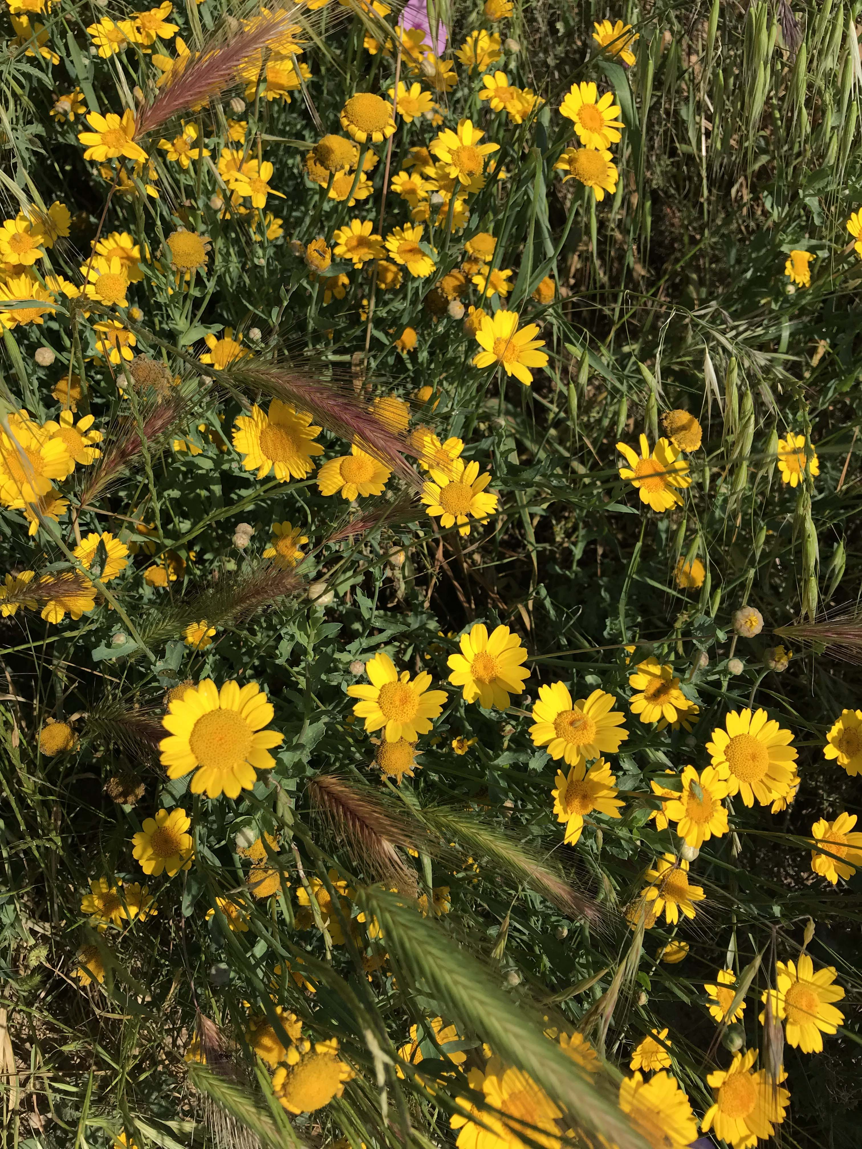 Coronaria-Chrysanthemum-coronarium-3297-3.jpg