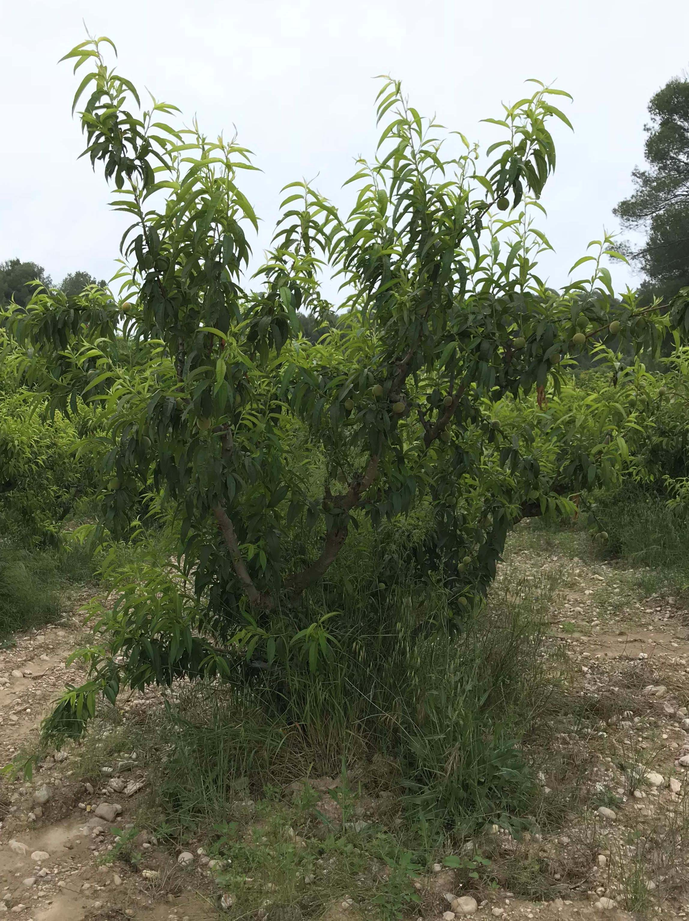Presseguer-Prunus-persica-3340-3.JPG