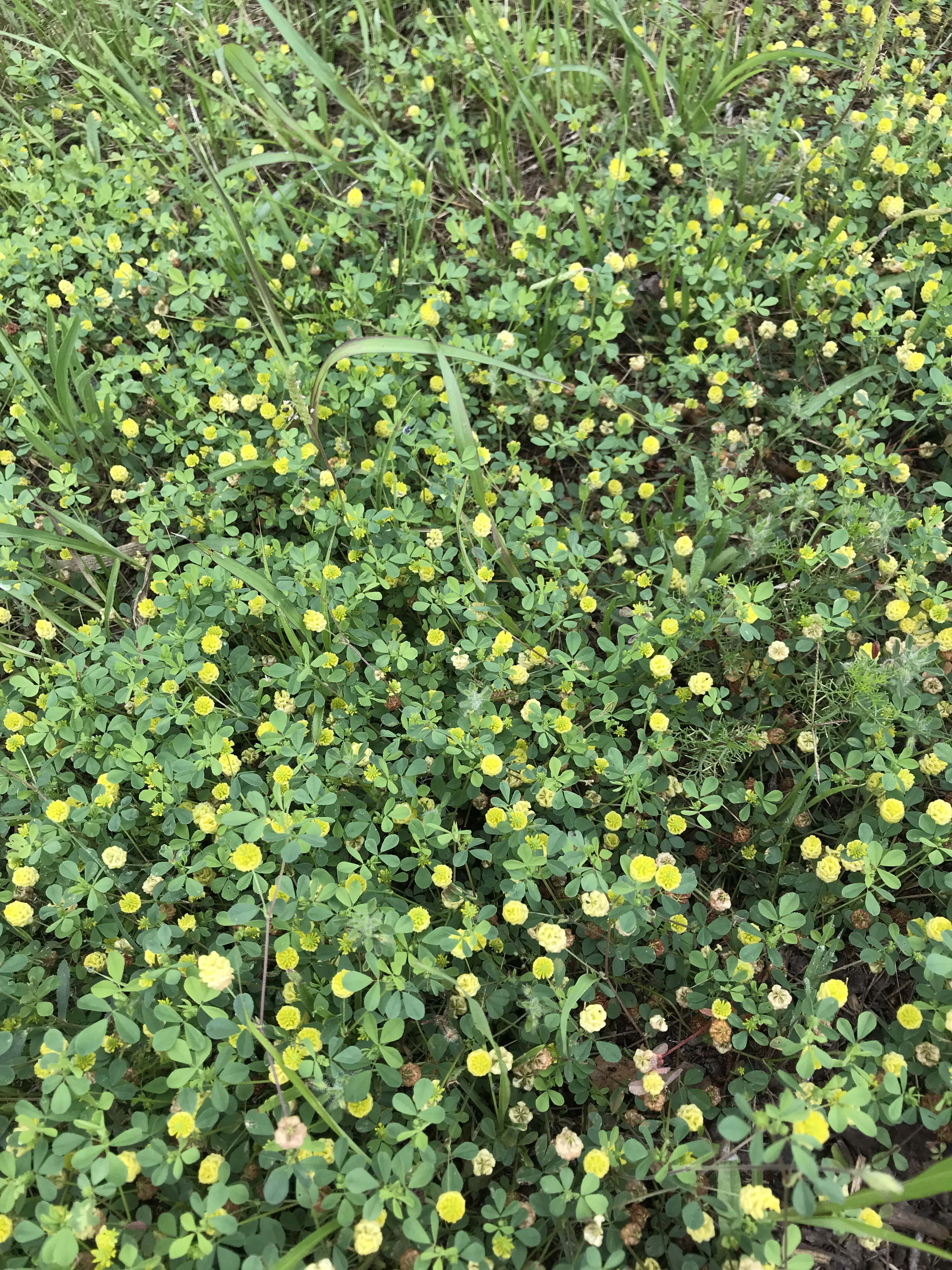 Trevol-groc-Trifolium-campestre-3323-3.JPG