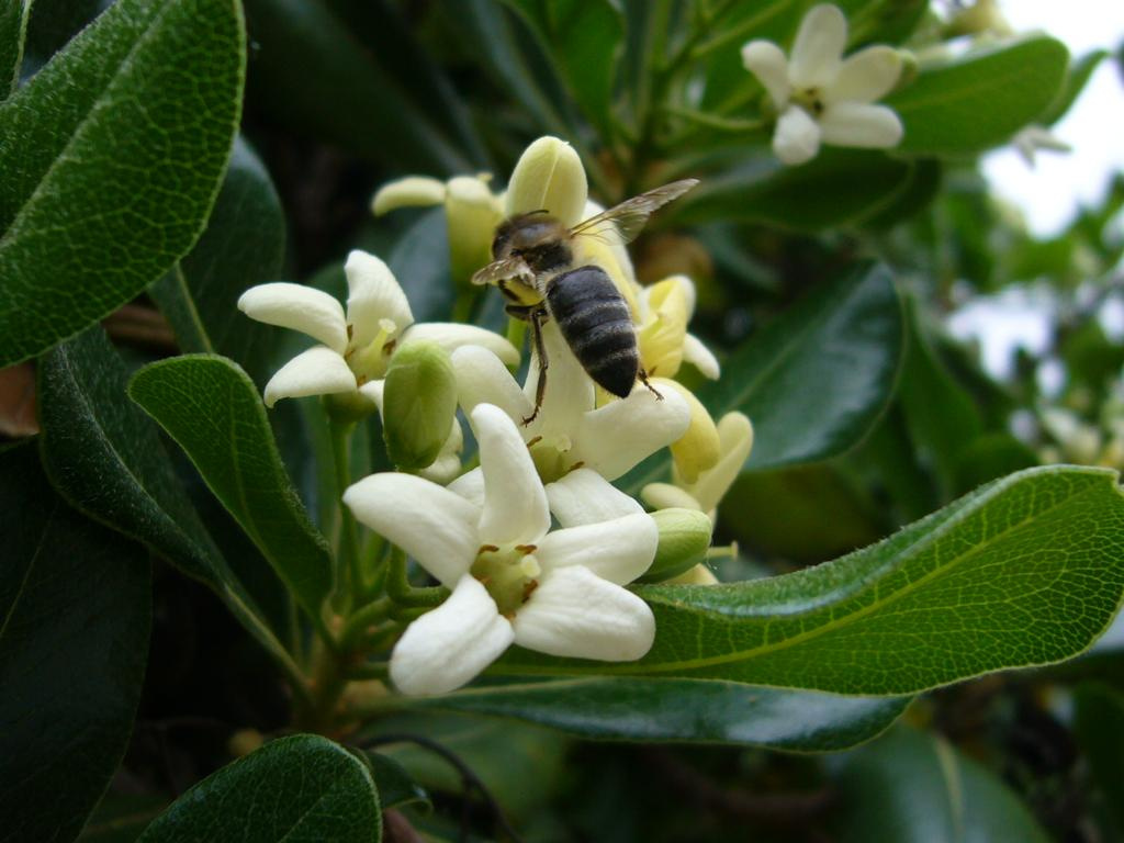 Abella-Apis-mellifera-Foto-Joan-Romeu-4004-3.jpg