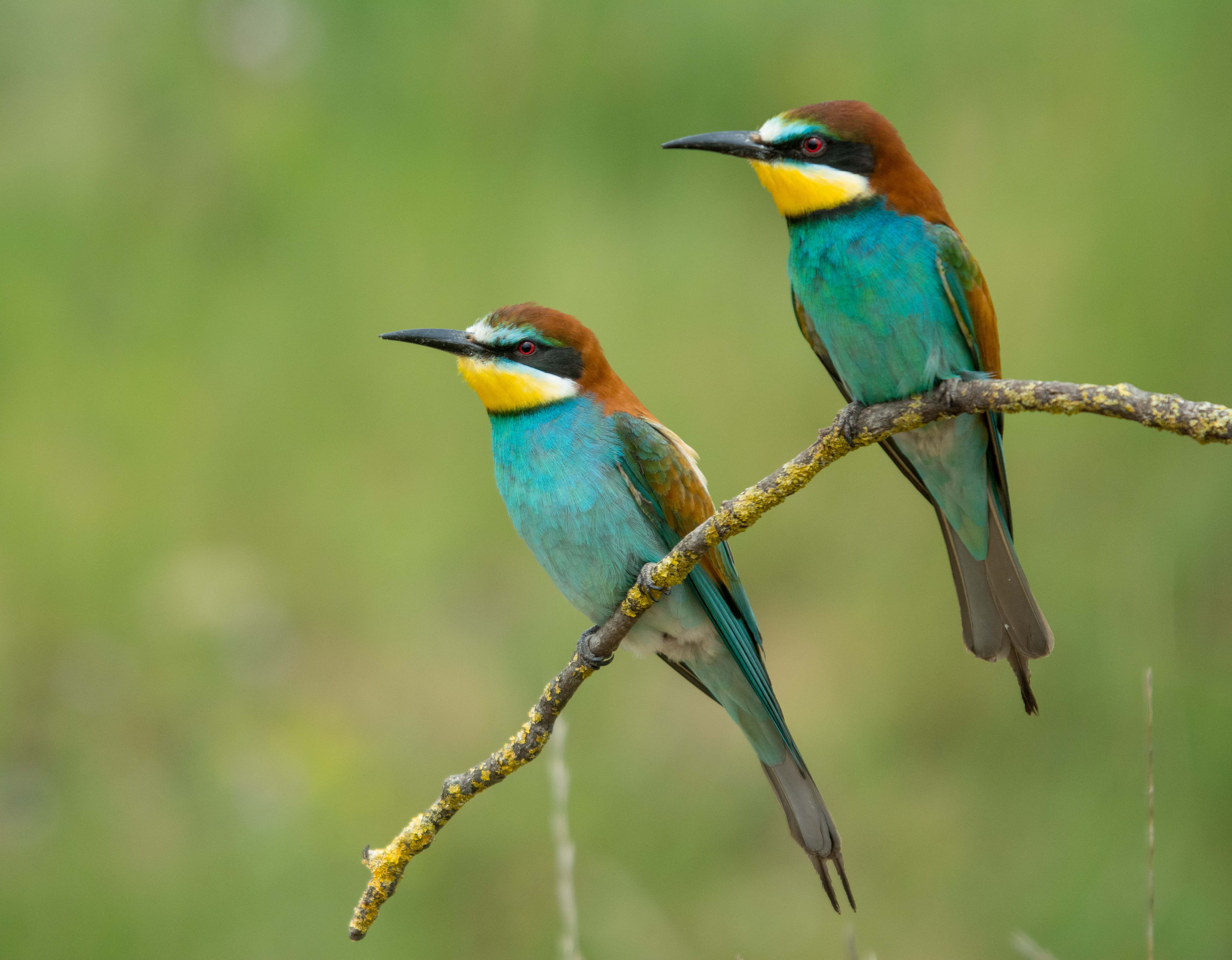 Abellerol 02 (Merops apiaster) Foto Alfons Gumà.jpg