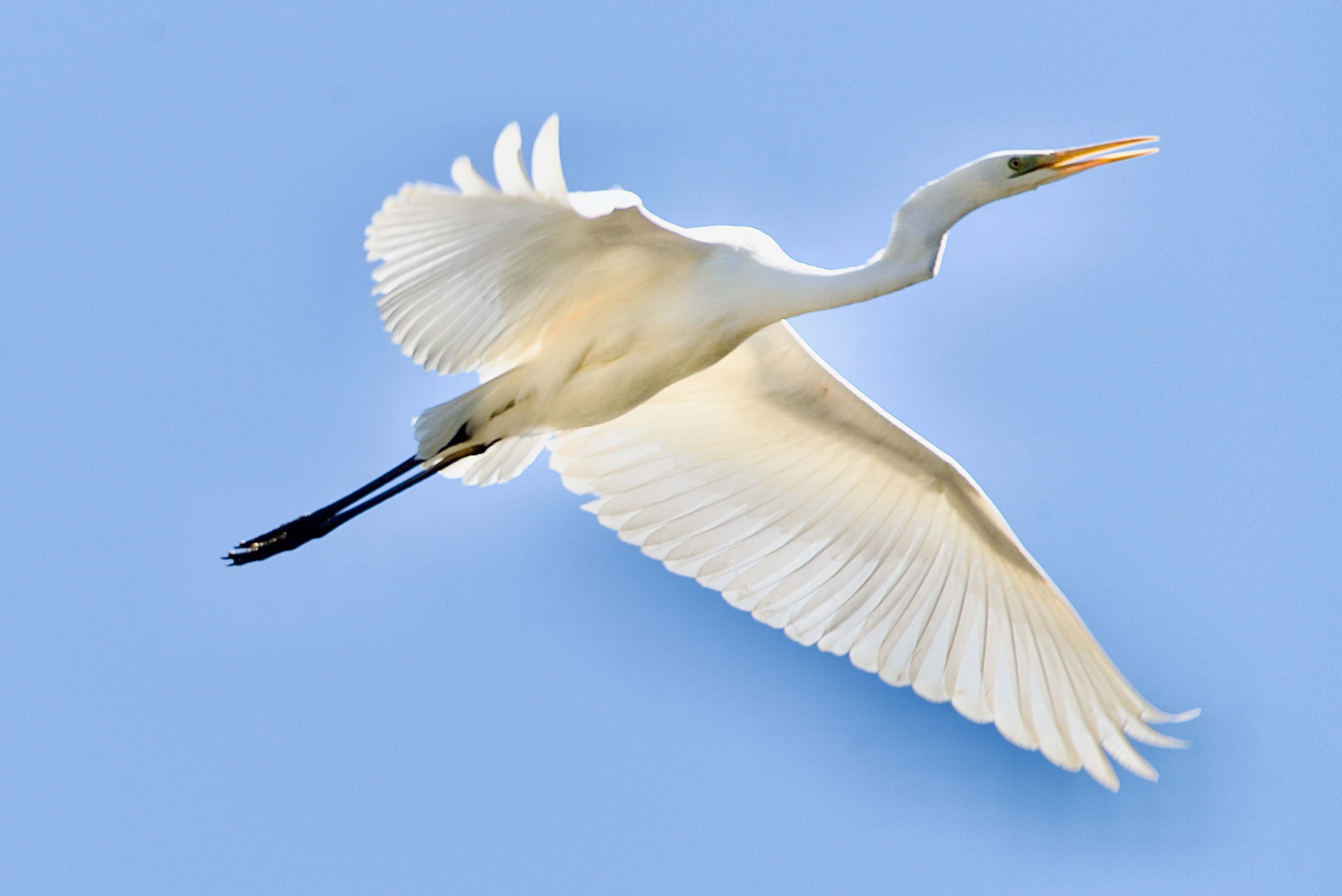 Agro-blanc-Ardea-alba-Foto-Xavi-Garcia-4192-3.jpg