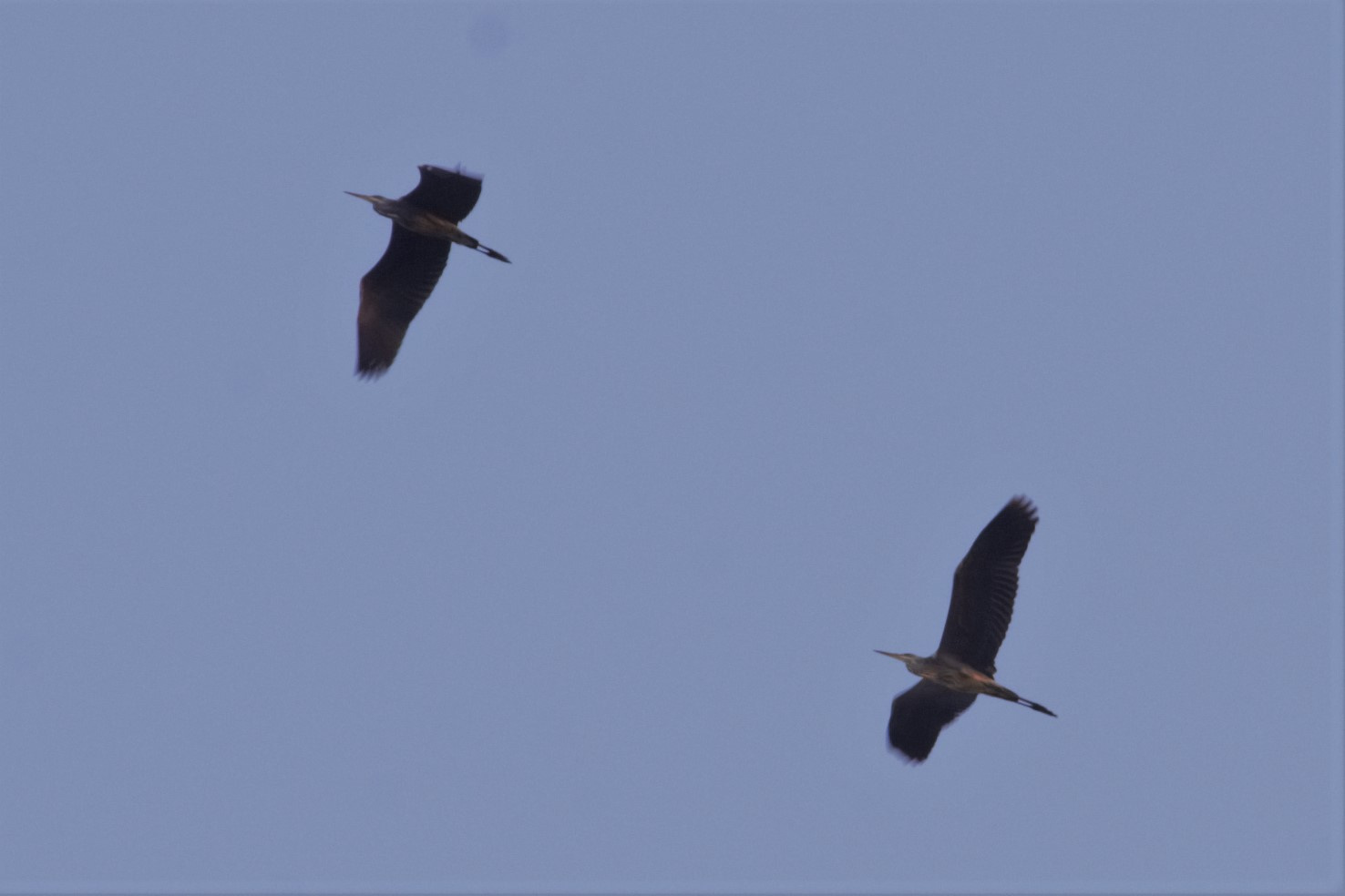 Agro-roig-Ardea-purpurea-Foto-Xavi-Garcia-4168-3.jpg
