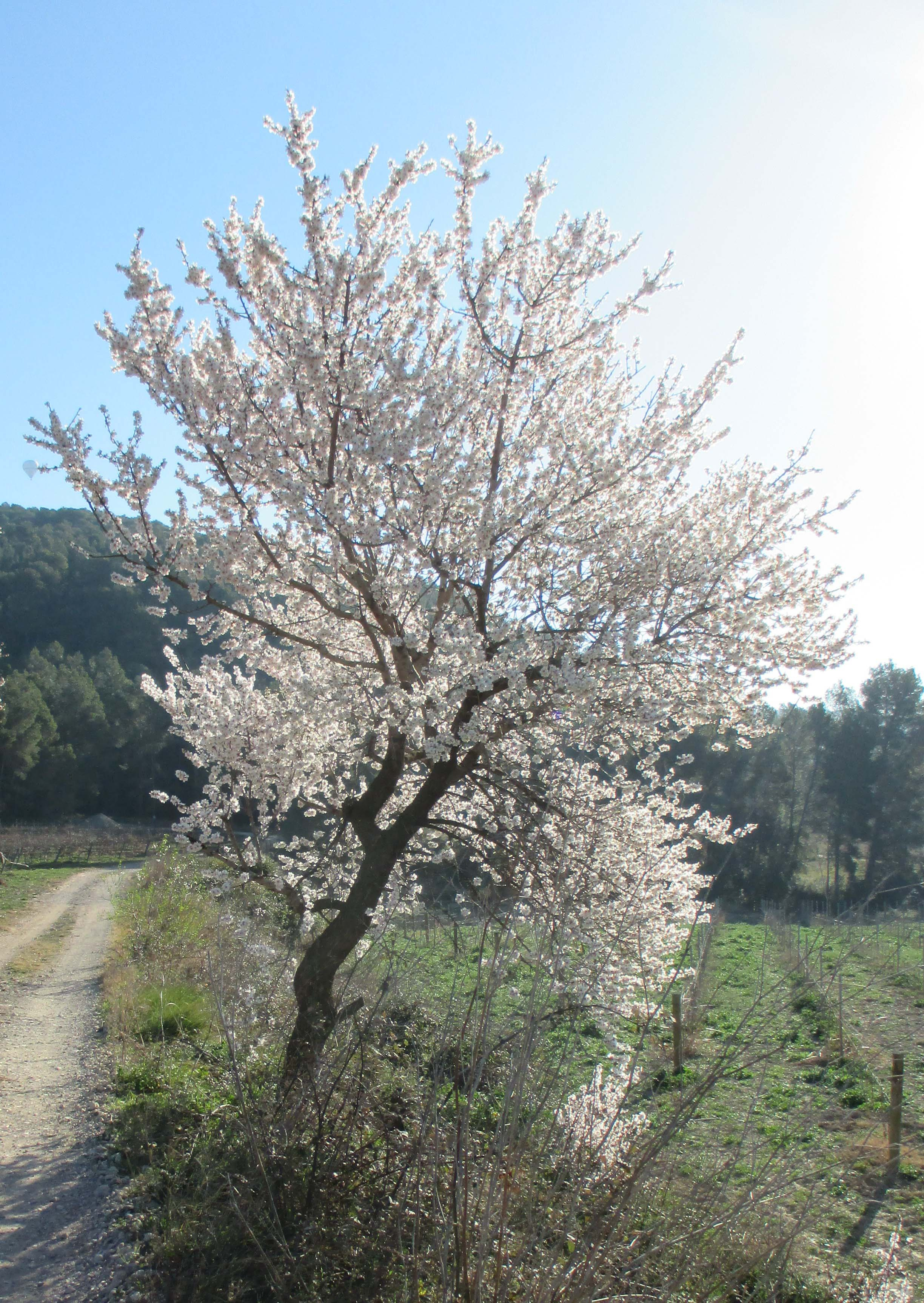 Ametller-Amygdalus-communis-3330-3.JPG