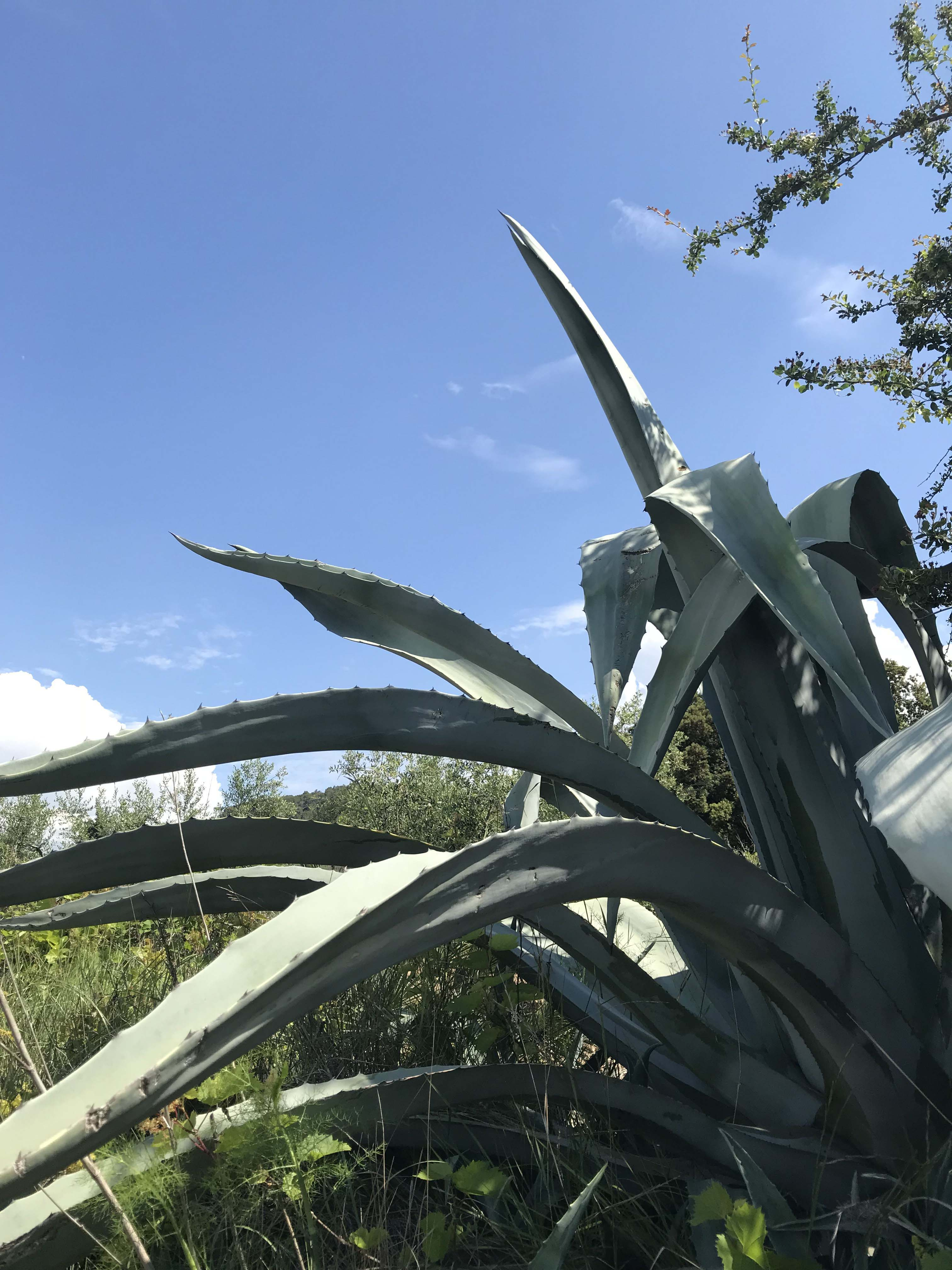 Atzavara-Agave-americana-3275-3.JPG