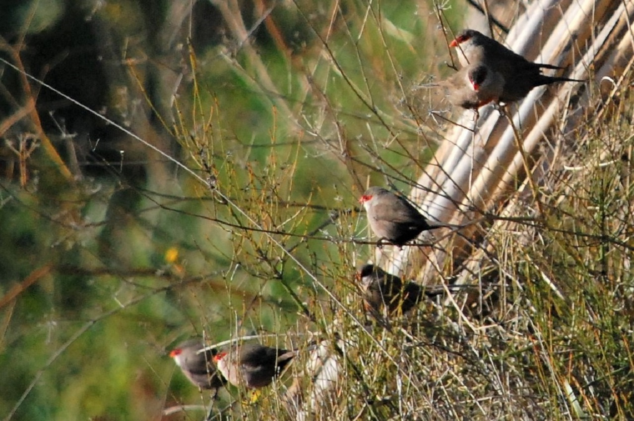 Bec-de-corall-cuanegre-Estrilda-troglodytes-Foto-Xavi-Garcia-3206-3.JPG