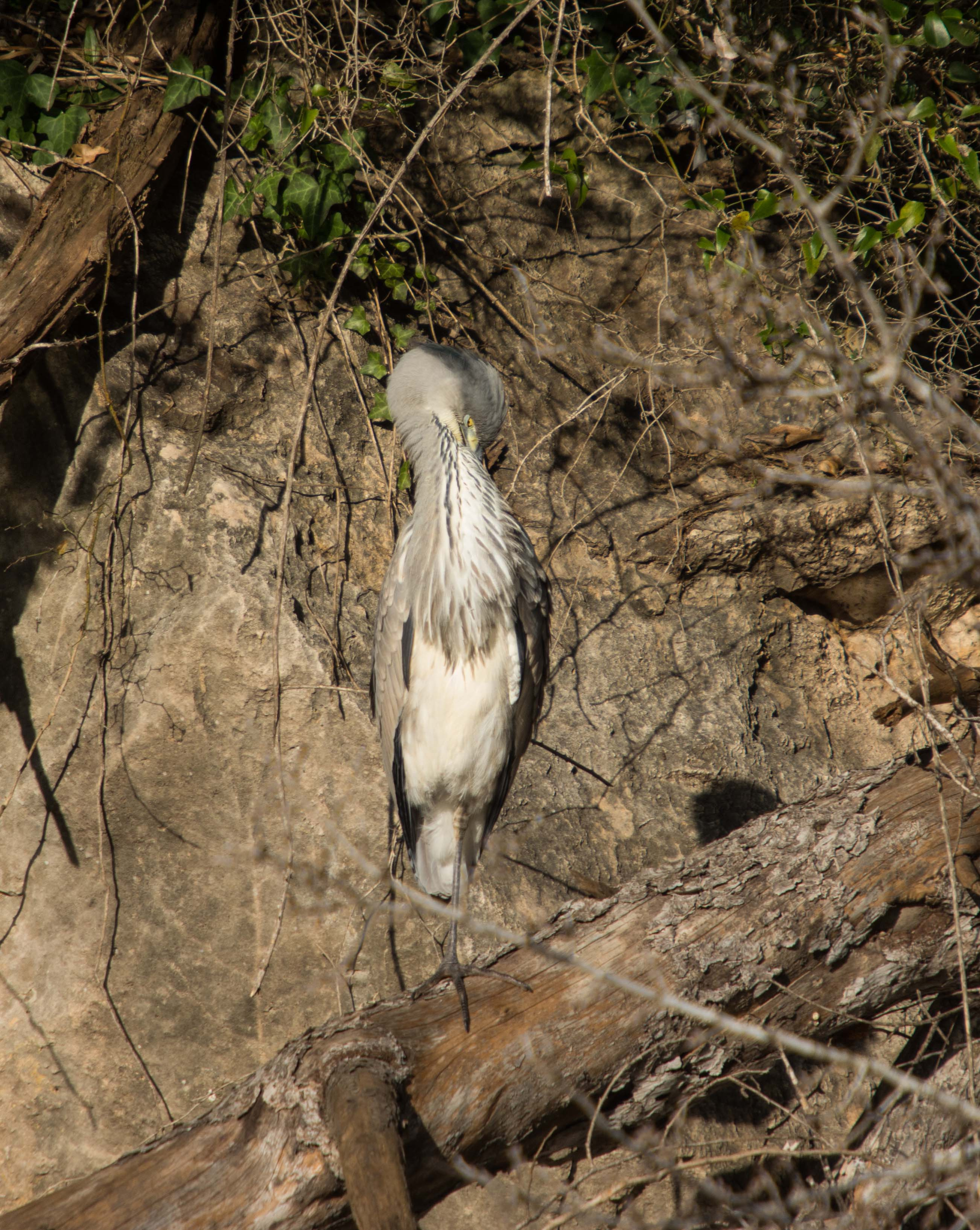 Bernat-pescaire-01-Ardea-cinerea-Foto-Alfons-Guma-3025-3.jpg