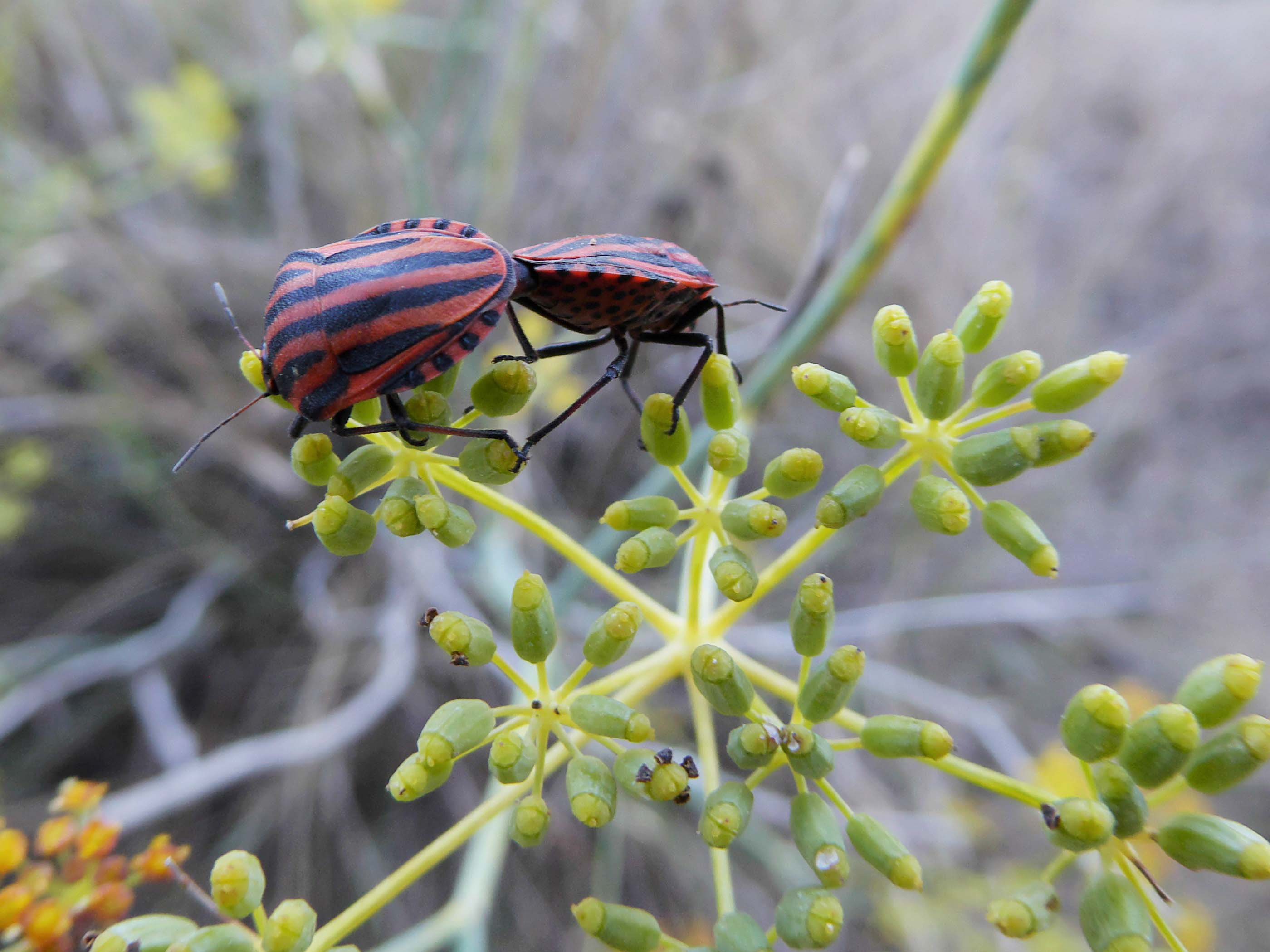 Bernat-vermell-Graphosoma-lineatum-3717-3.jpg