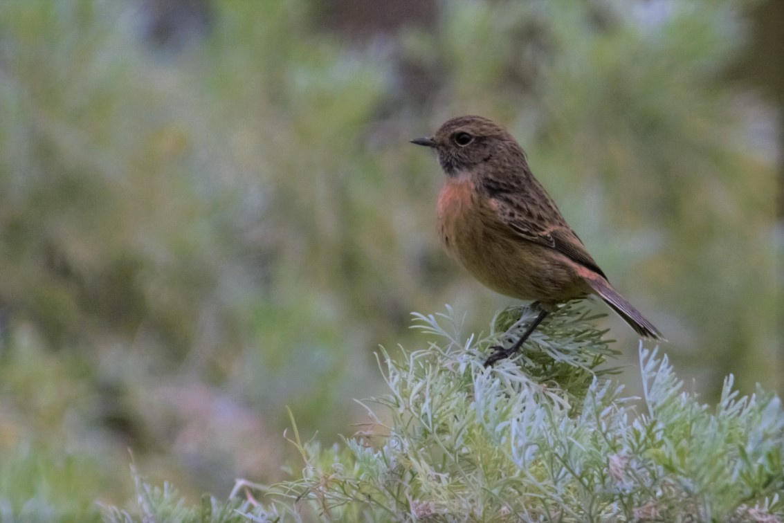 Bitxac 02 (Saxicola rubicola) Foto Xavi Garcia.jpg