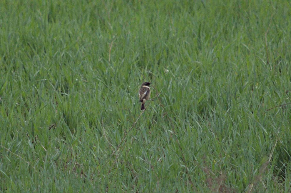 Bitxac 03 (Saxicola rubicola) Foto Xavi Garcia.jpg
