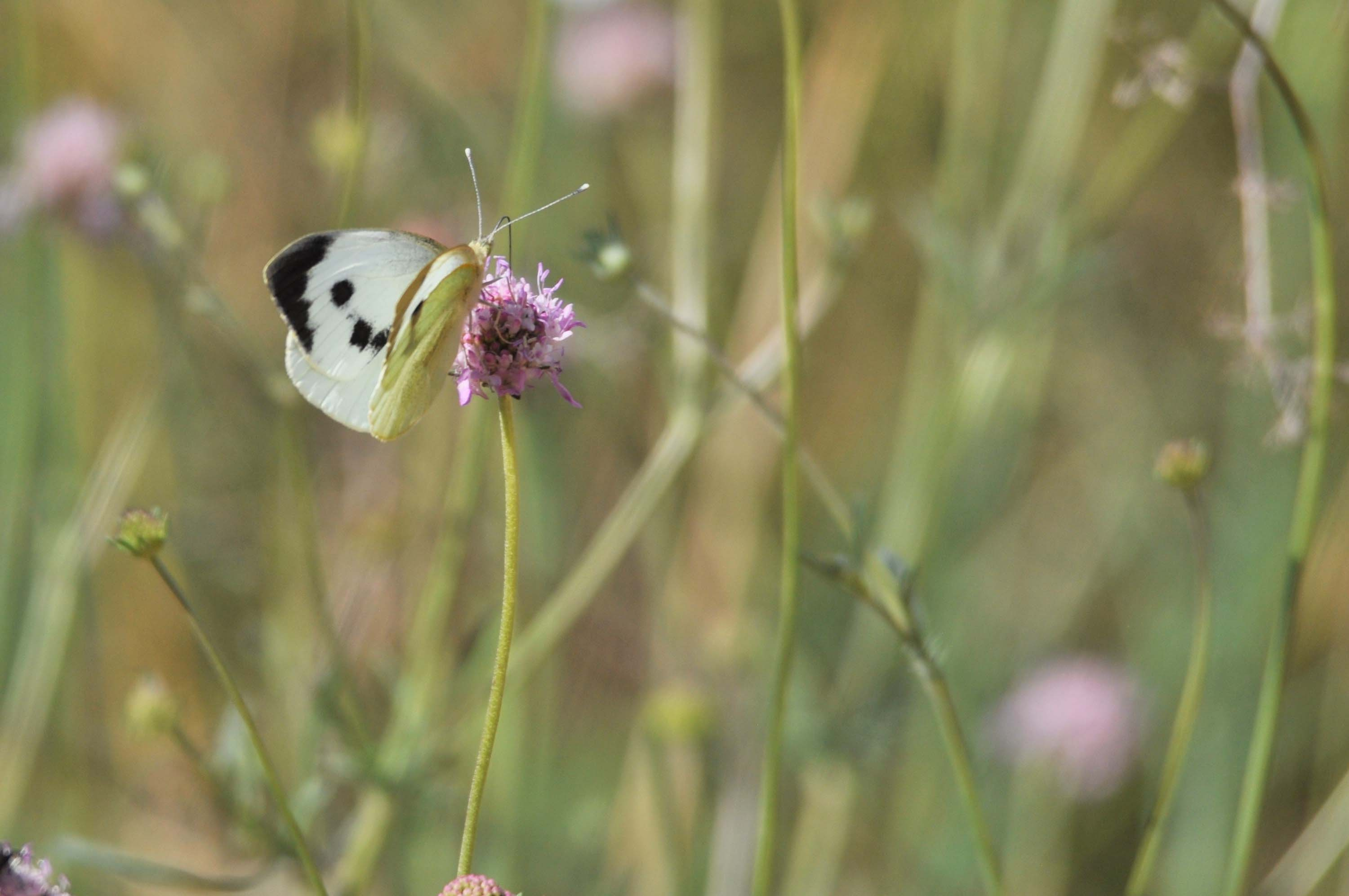 Blanqueta-de-la-col-femella-Pieris-brassicae-mariposa-de-la-col-Pieride-du-chou-large-white-4244-3.JPG