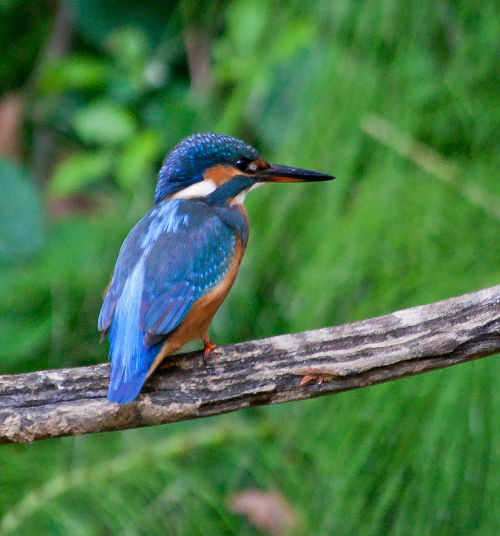 Blauet-01-Alcedo-atthis-Foto-Alfons-Guma-3028-3.jpg