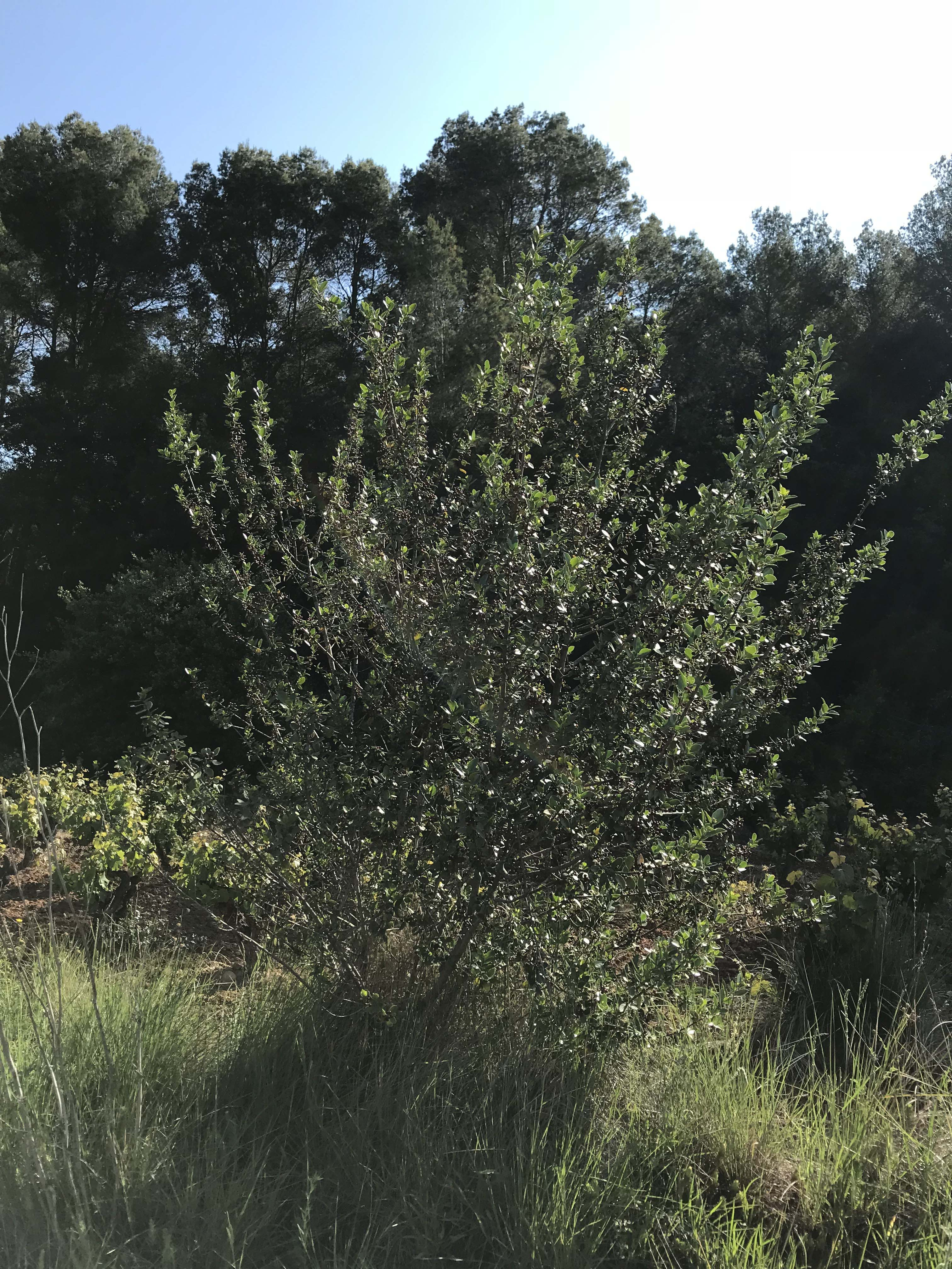 Boix grèvol (Llex aquifolium).jpg