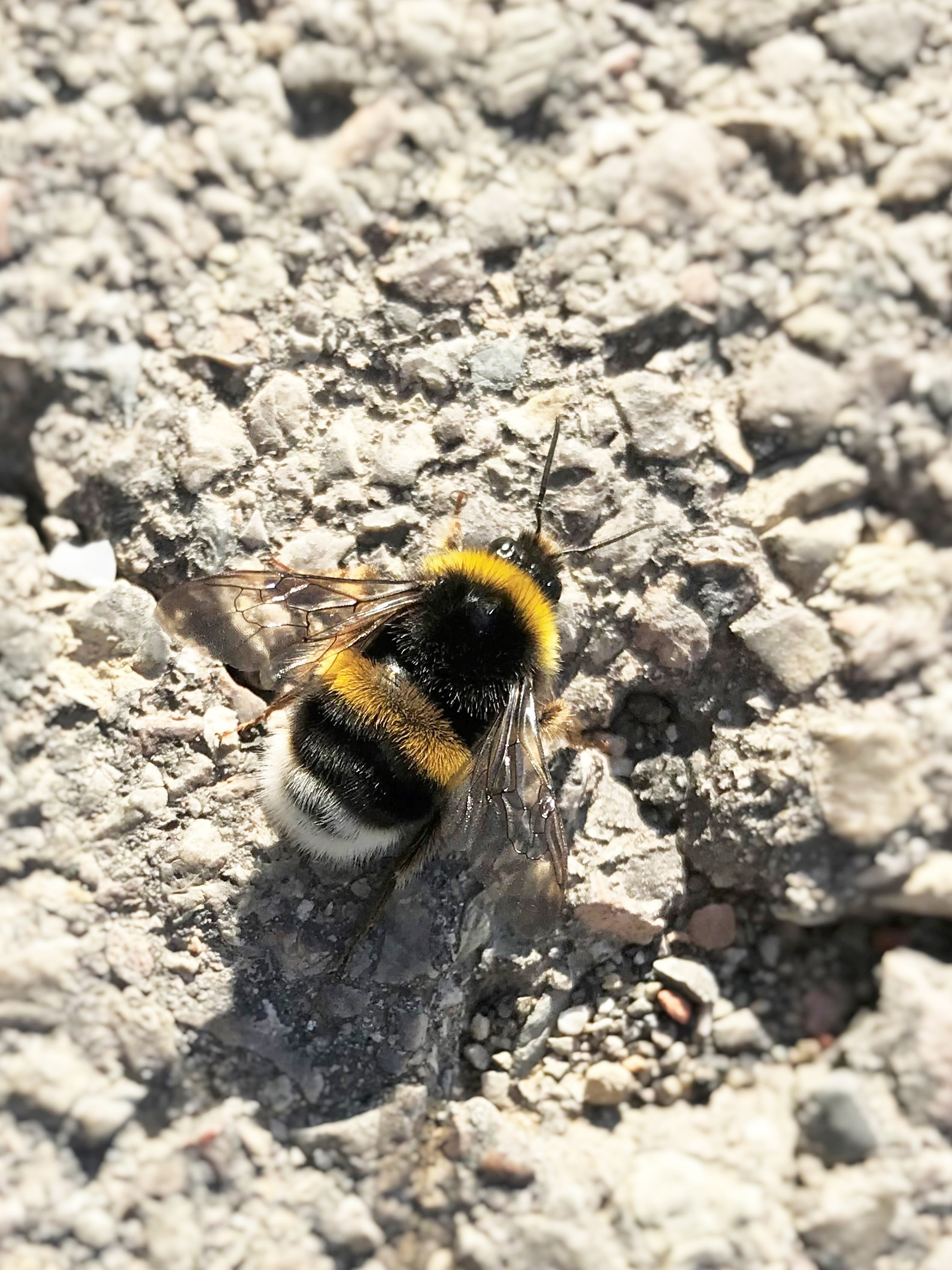 Borinot-Bombus-terrestris-3243-3.JPG