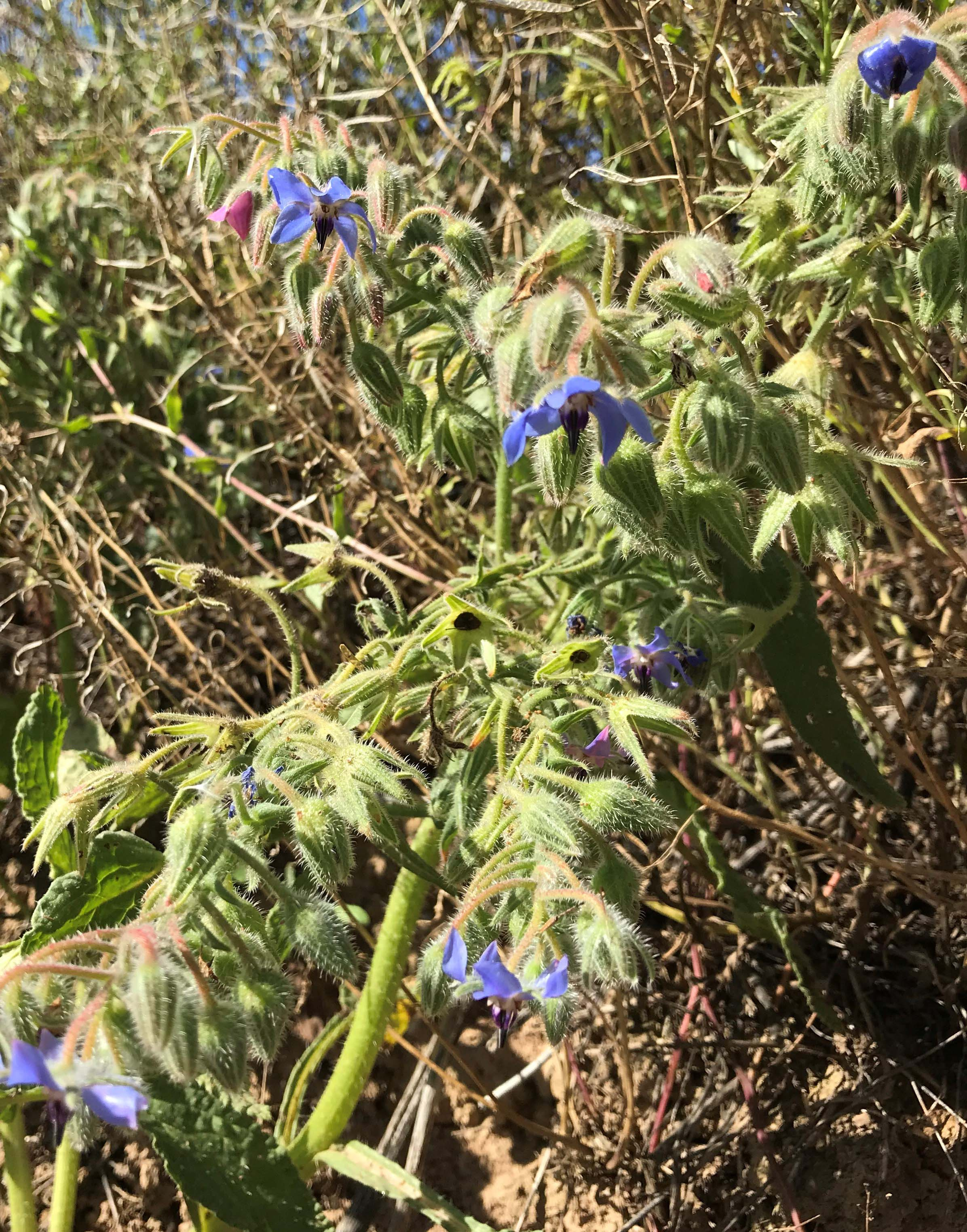 Borratja-Borago-officinalis-3288-3.JPG