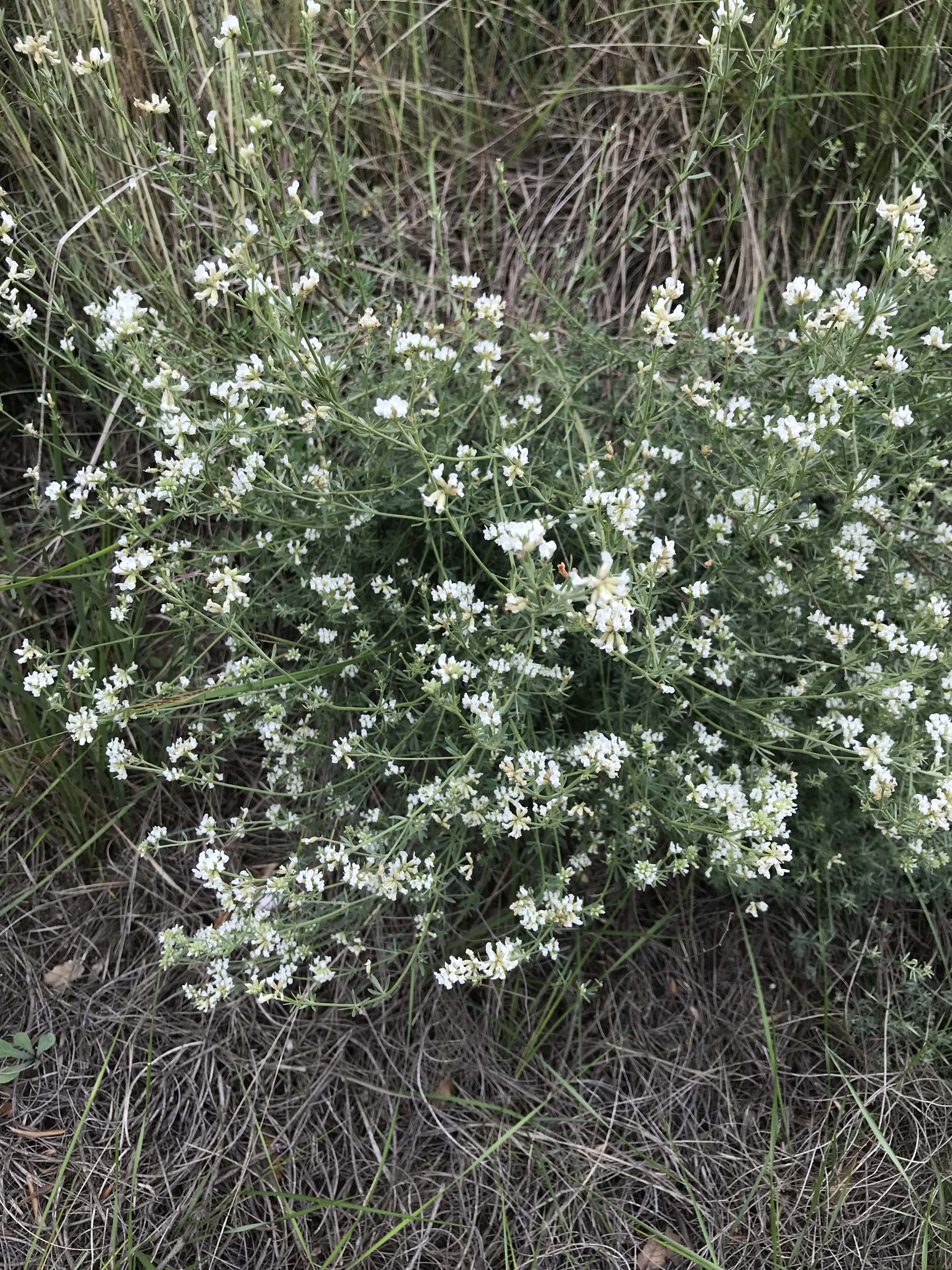 Botgeta blanca (Dorycnium pentaphyllum).JPG