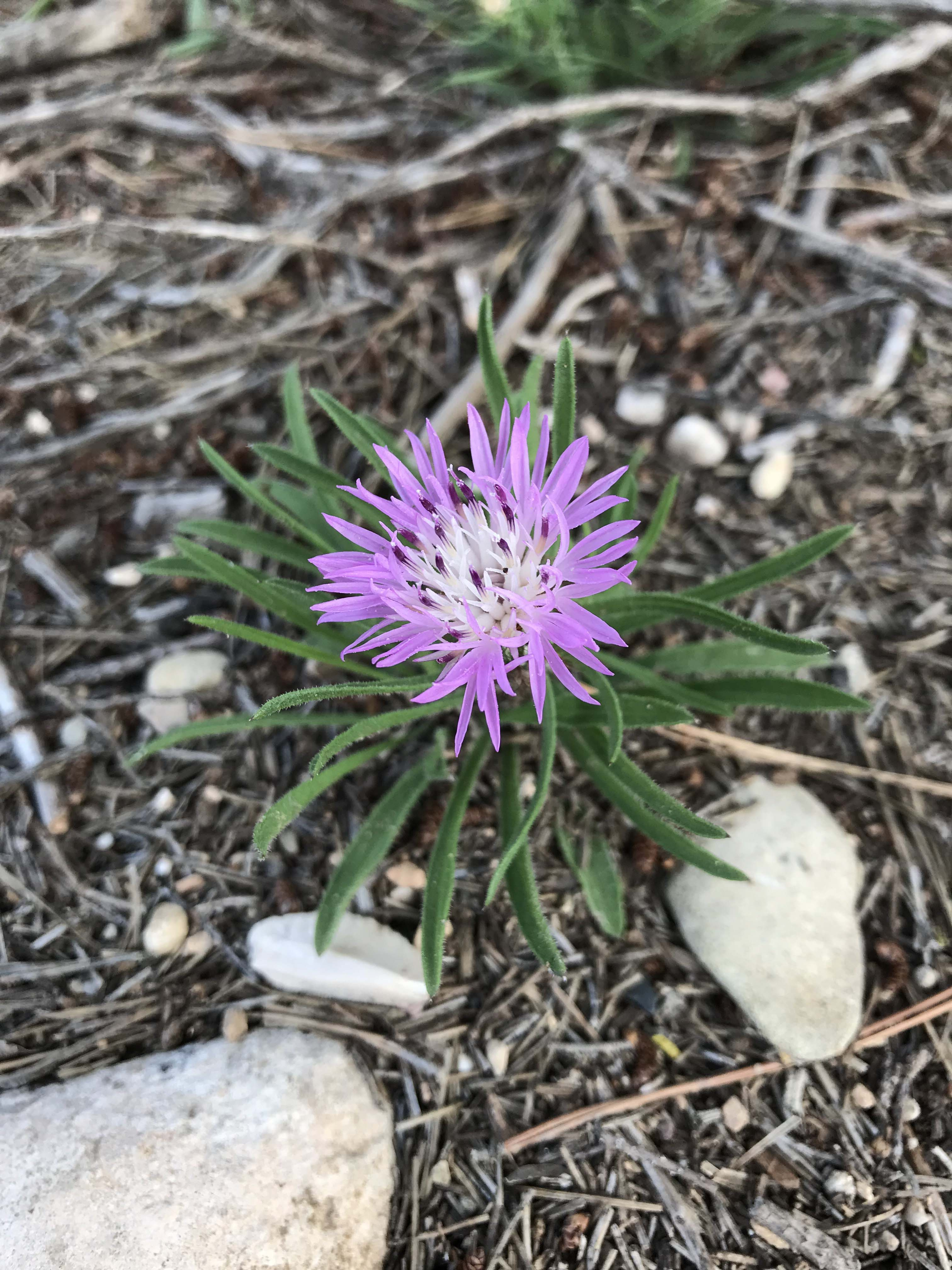 Bracera-Centaurea-aspera-3281-3.JPG