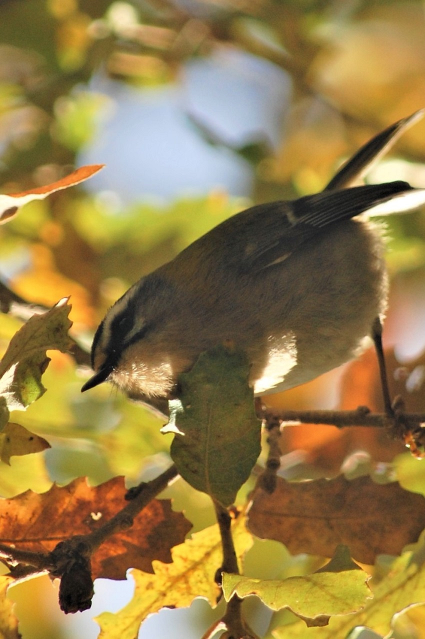 Bruel-01-Regulus-ignicapilla-Foto-Xavi-Garcia-3207-3.JPG