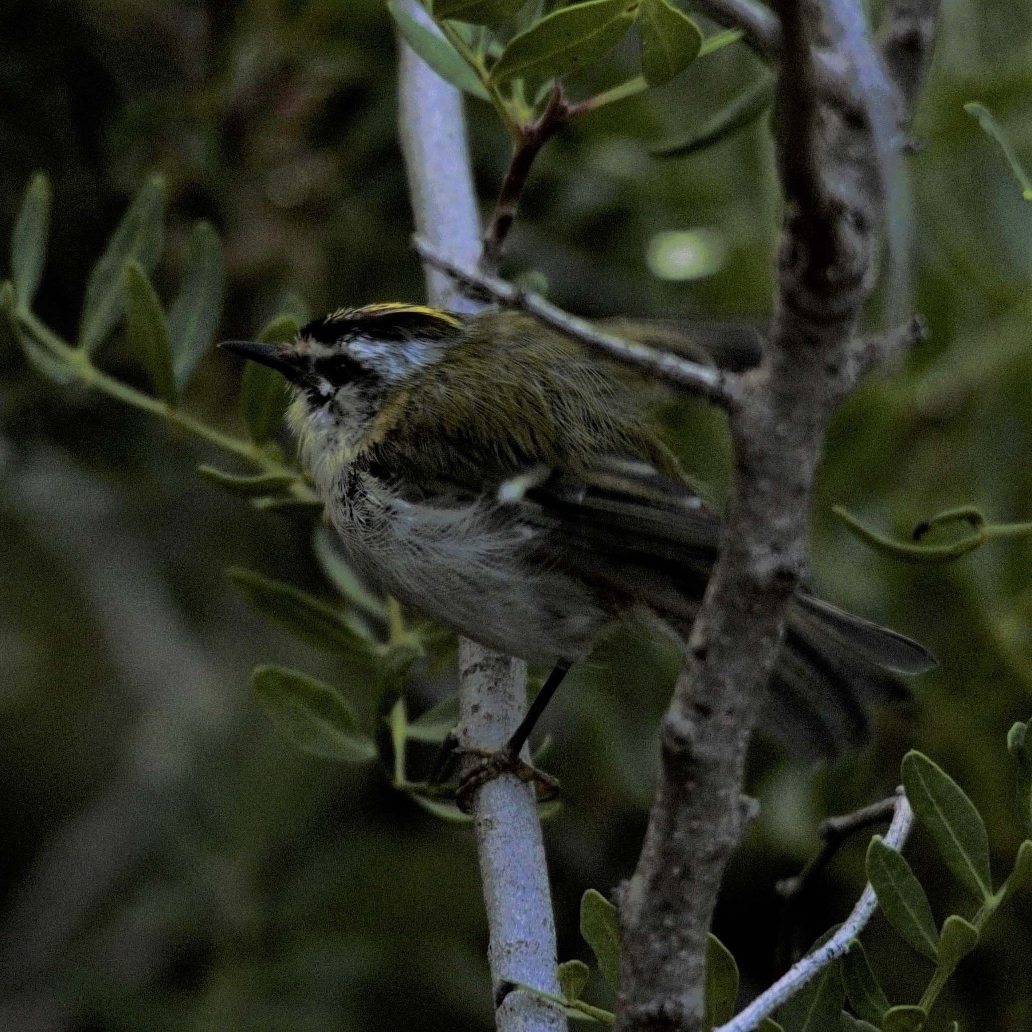 Bruel 02 (Regulus ignicapilla) Foto Xavi García.jpg