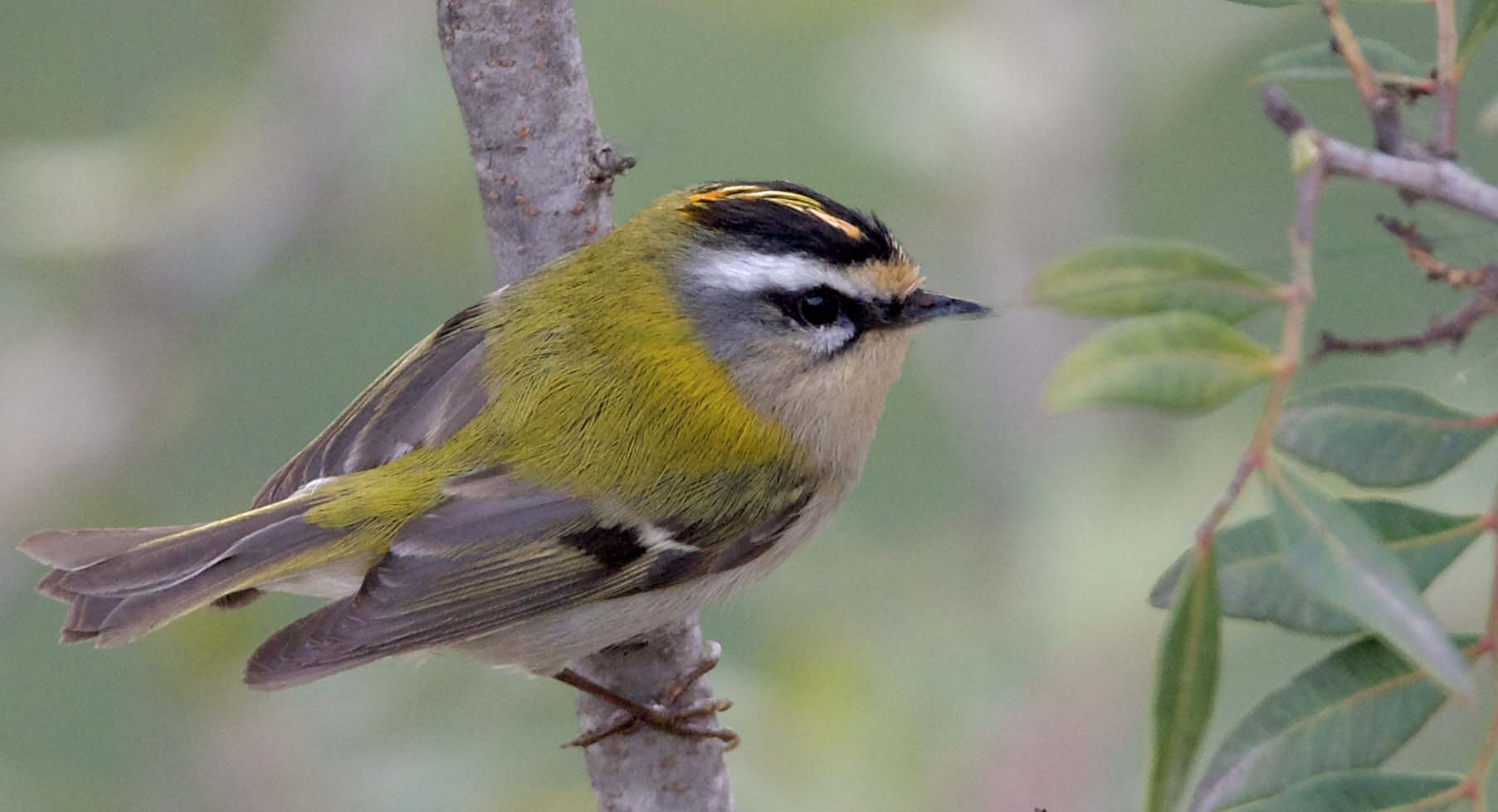 Bruel 03 (Regulus ignicapilla) Foto Xavi García.jpg