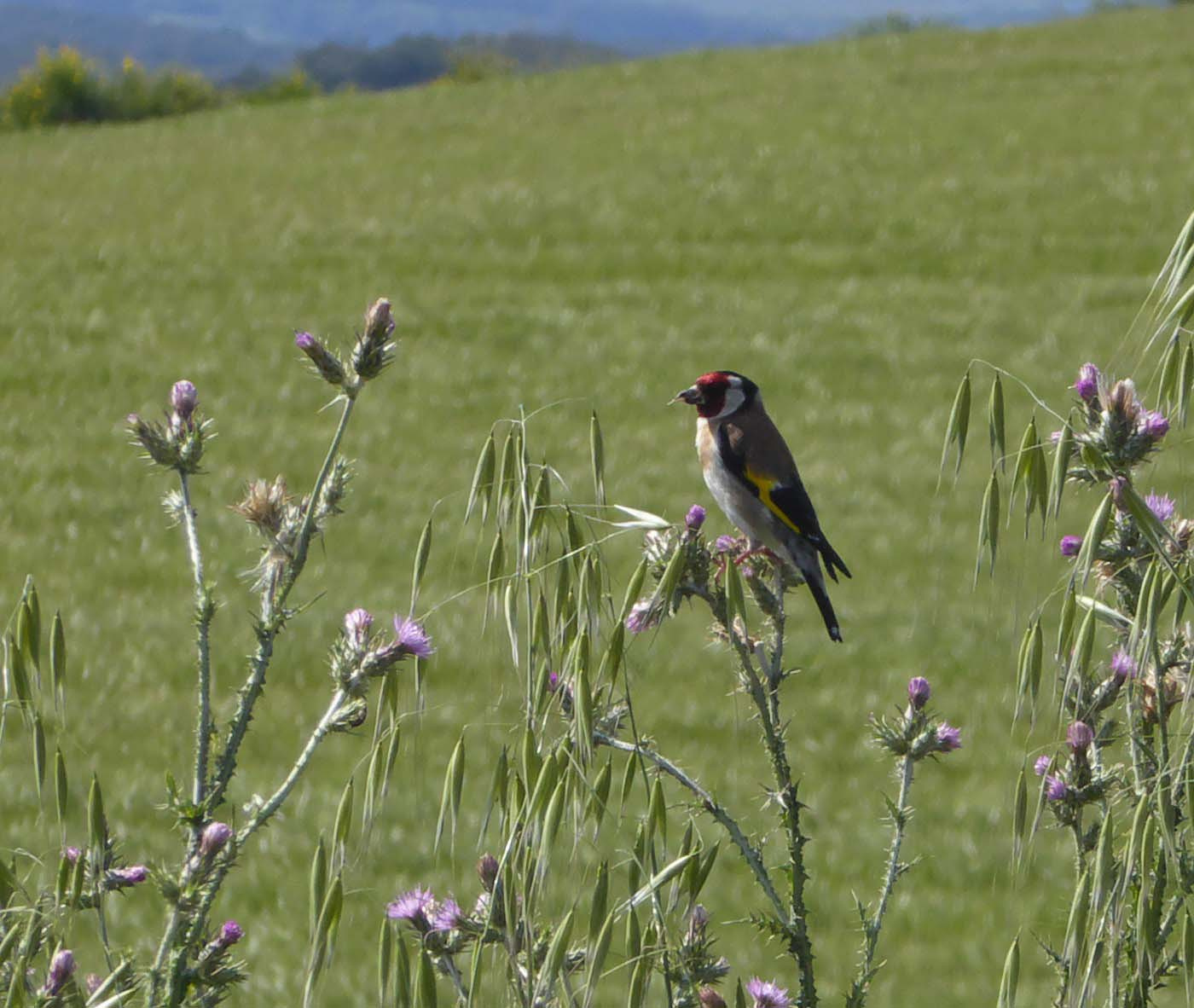 Cadernera-01-Carduelis-carduelis-Foto-Jordi-Romeu-3201-3.jpg