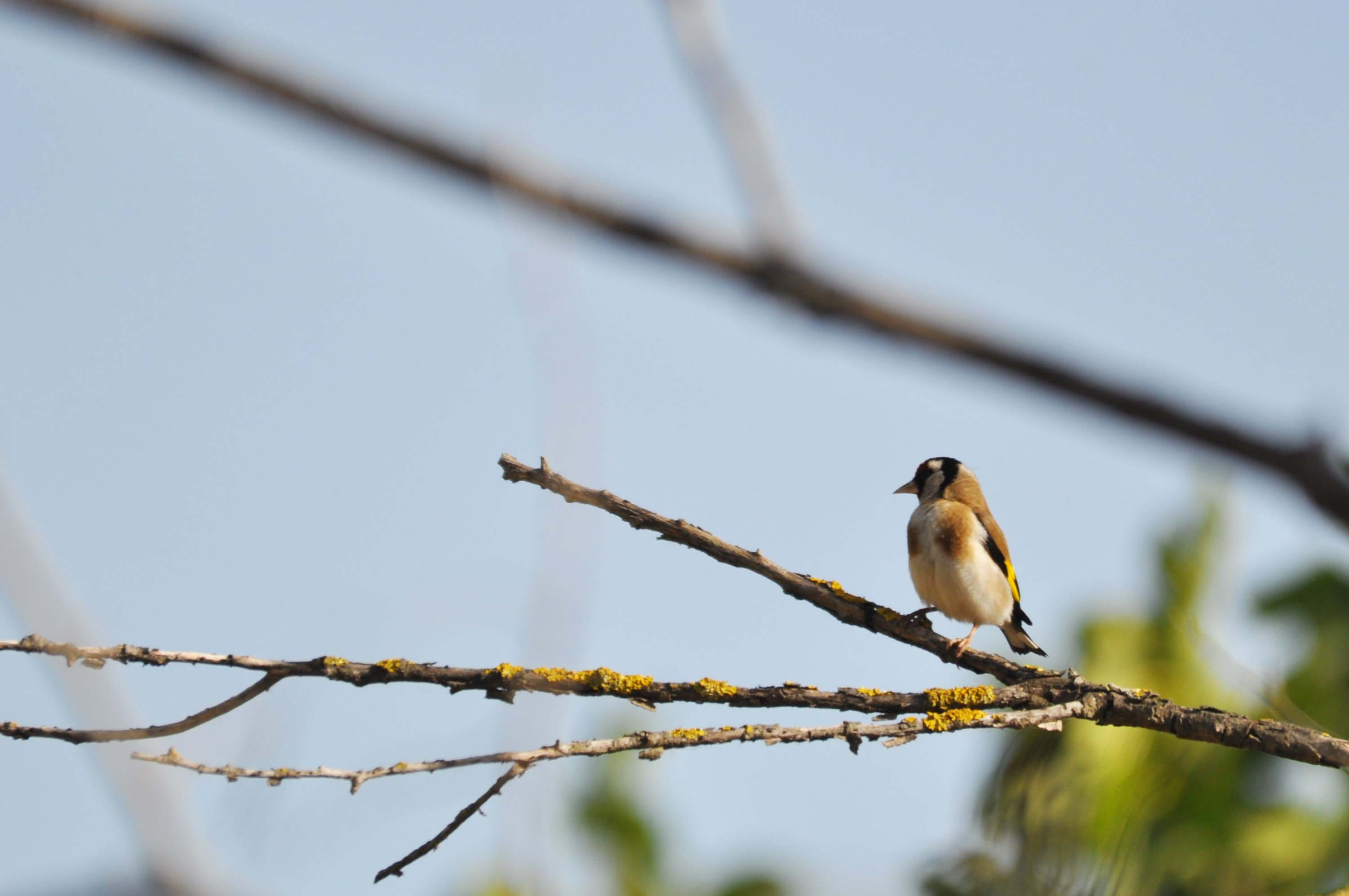 Cadernera 03 (Carduelis carduelis).JPG