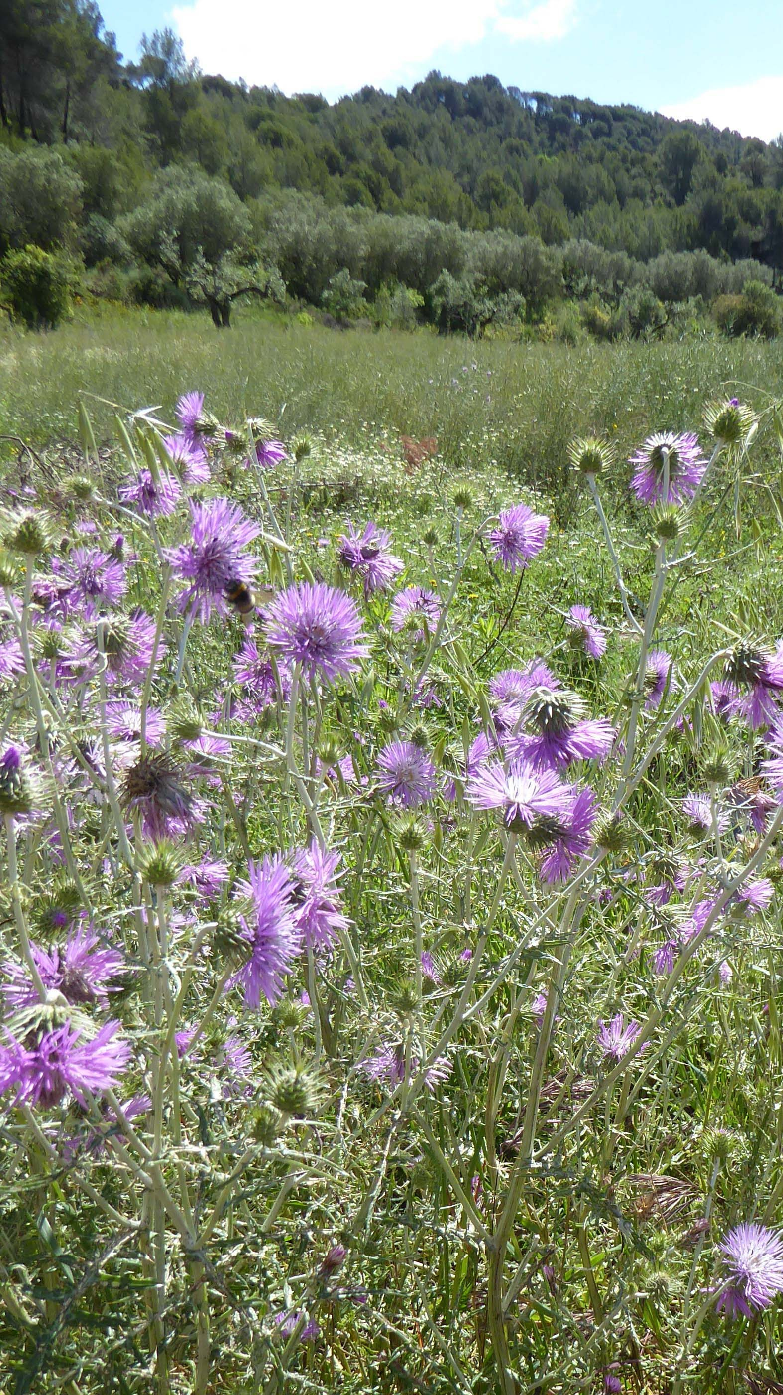 Calcida blanca (Galactites tomentosa) 02.JPG