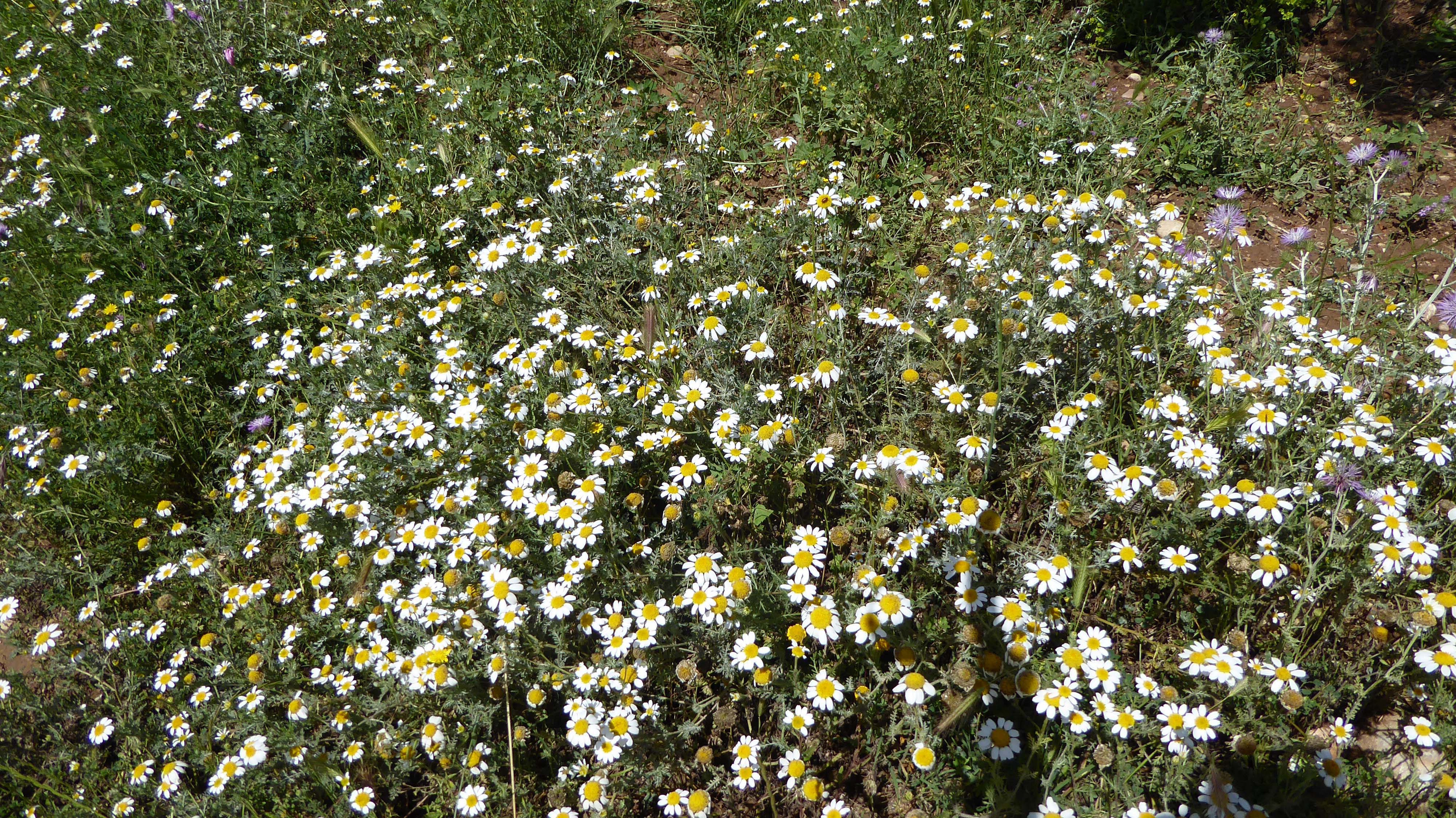 Camamilla-borda-Anthemis-arvensis-3291-3.JPG