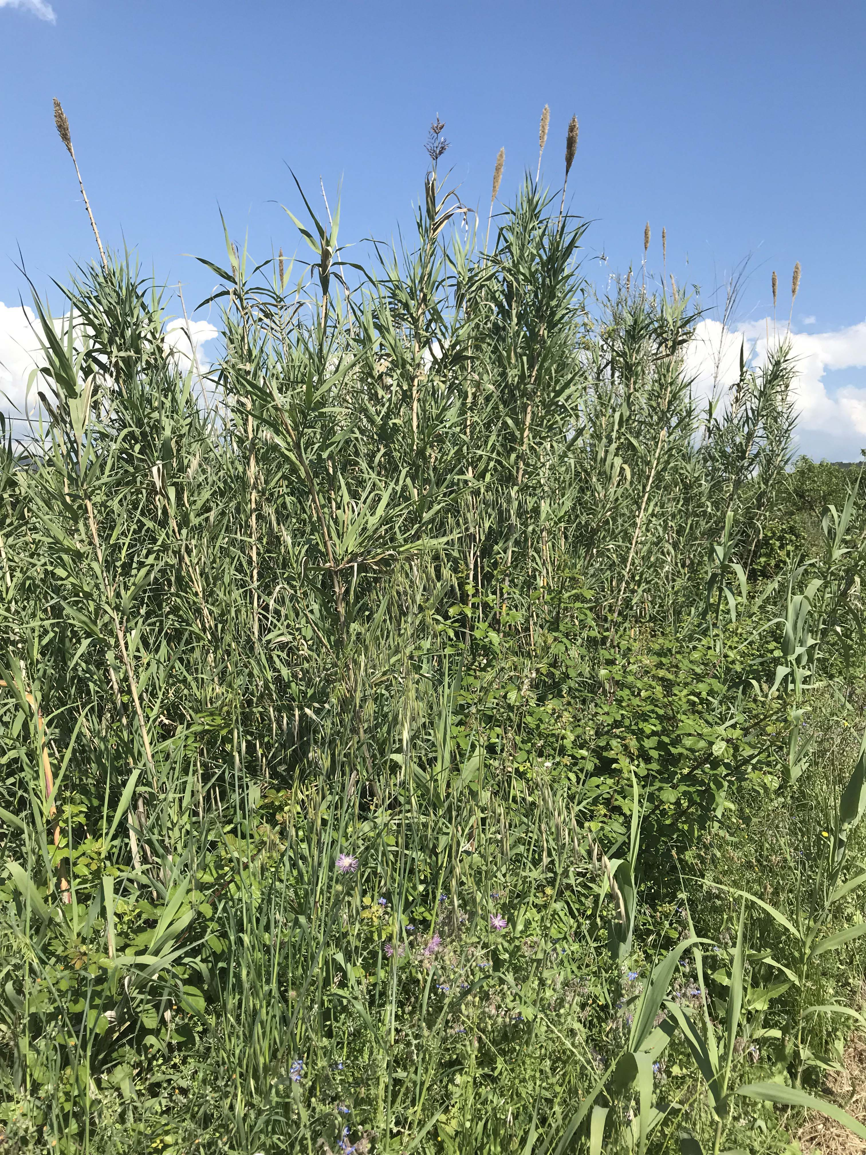 Canya-de-Sant-Joan-Arundo-donax-3264-3.JPG