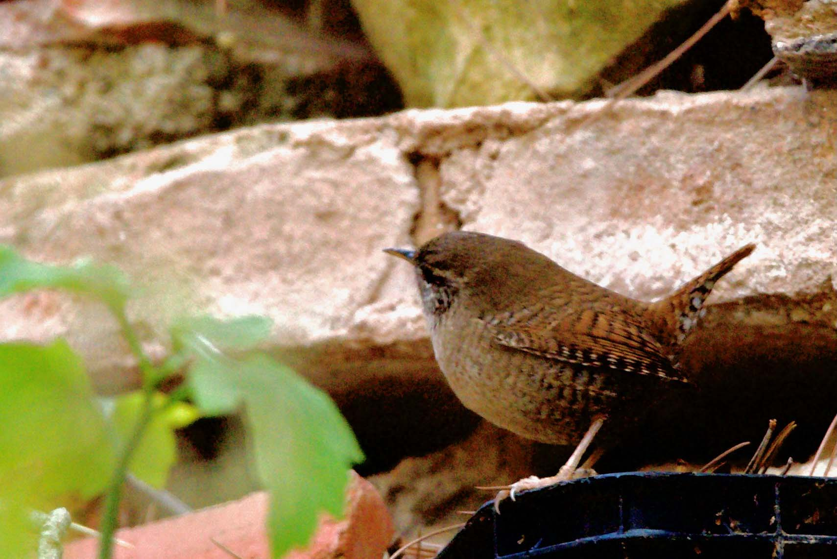 Cargolet-Troglodytes-troglodytes-Foto-Xavi-Garcia-4203-3.jpg
