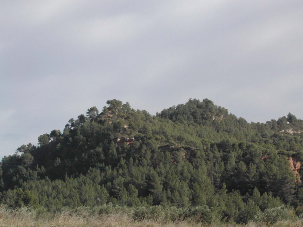 Castell de Bedorc Al cim, tapat peis pins..jpg