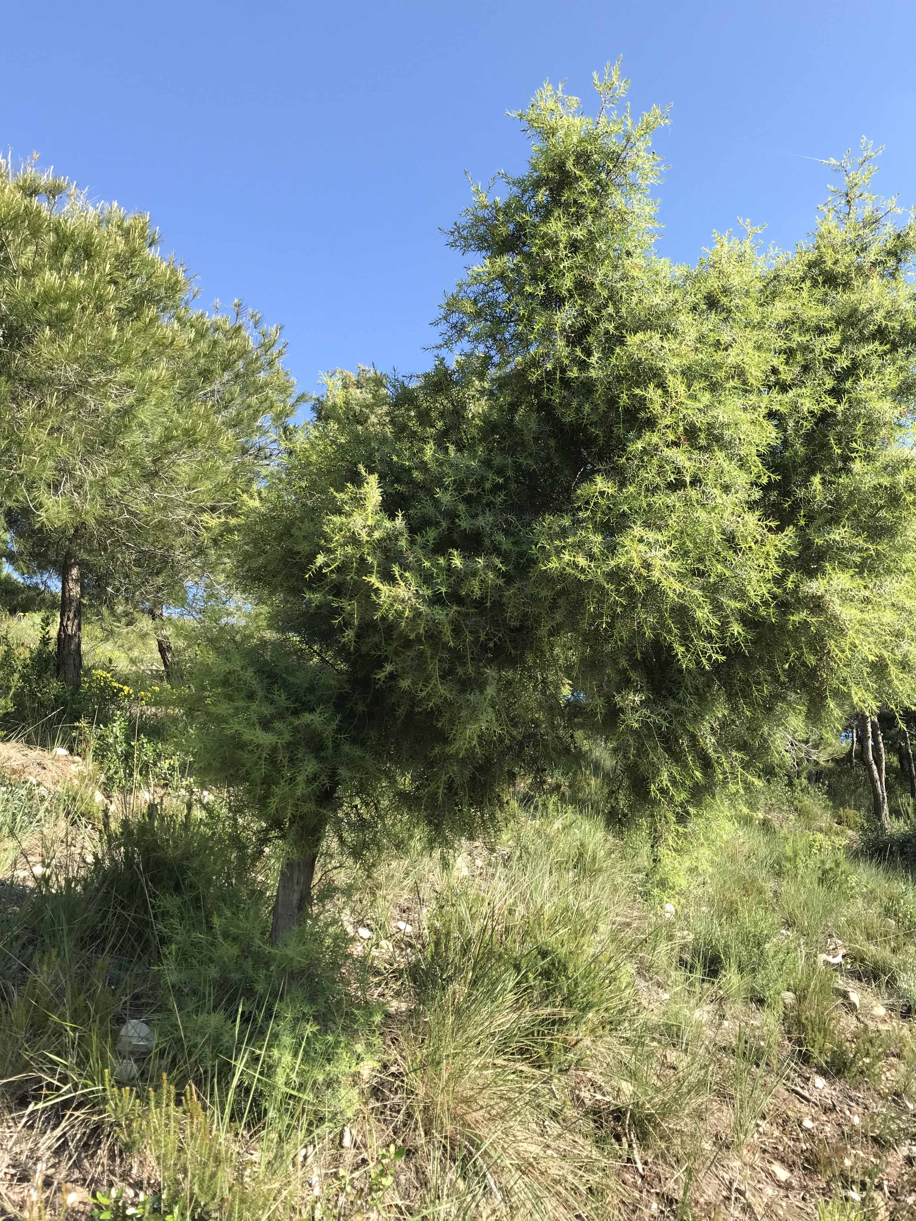 Cedre-de-Virginia-Juniperus-virginiana-3256-3.jpg