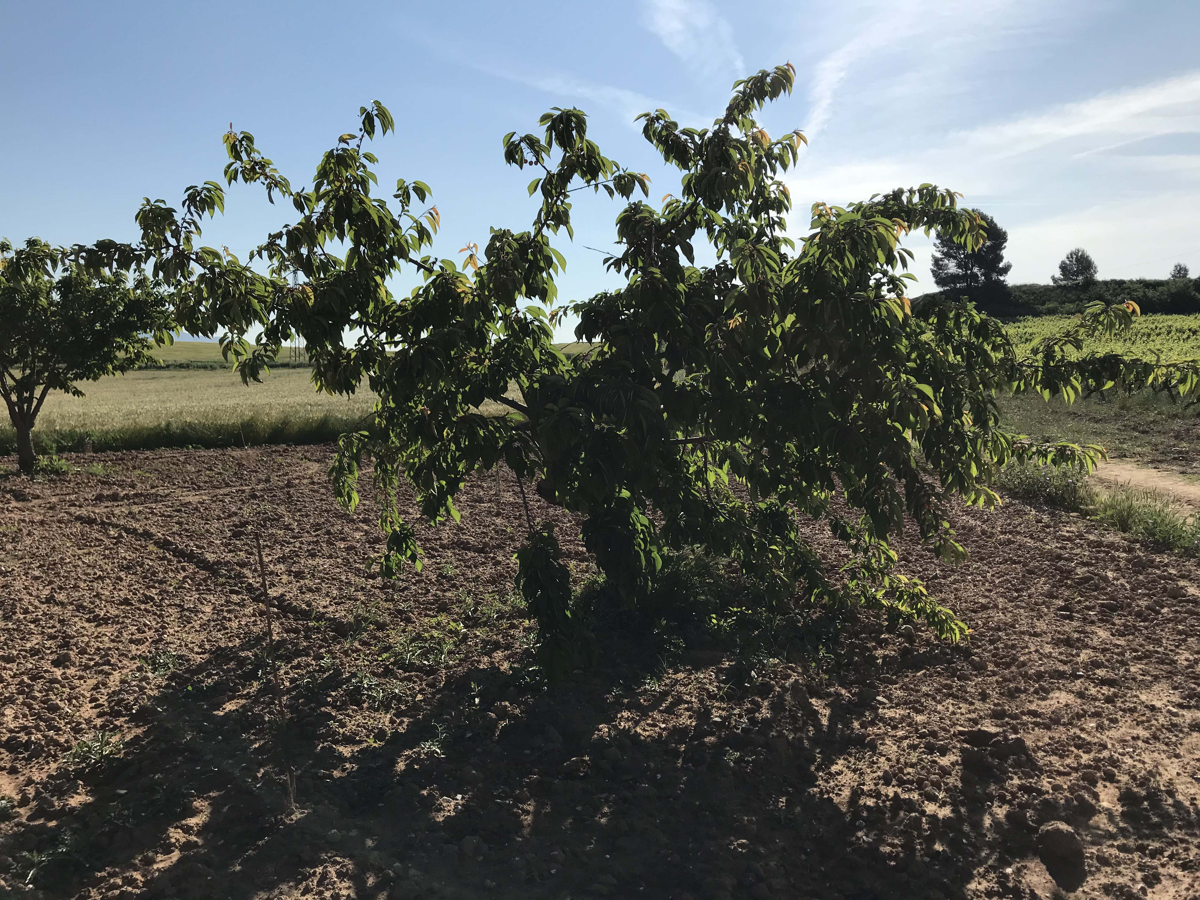 Cirerer-Prunus-avium-3334-3.jpg