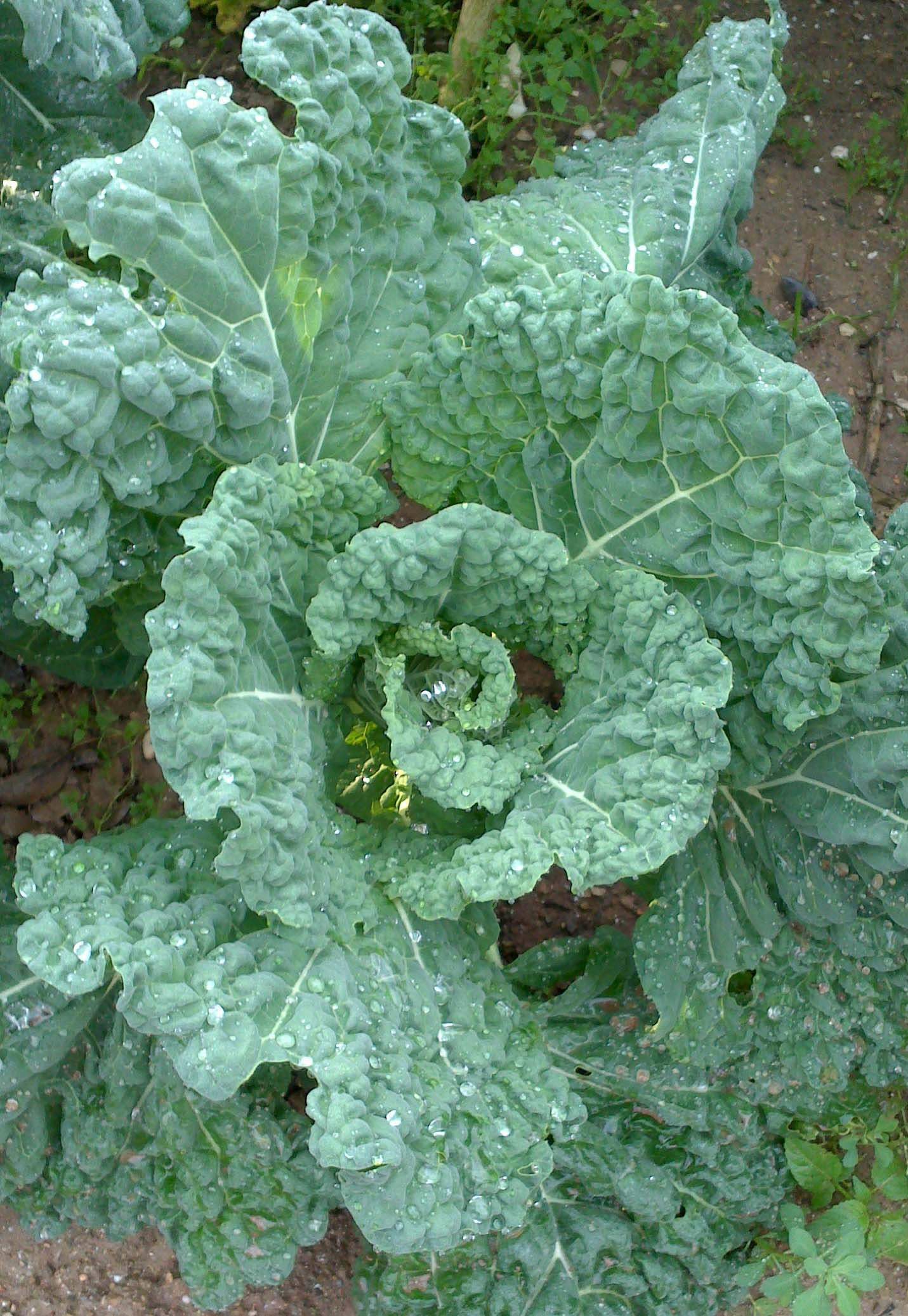 Col-Brassica-oleracea-Foto-Silvia-Romeu-3342-3.jpg