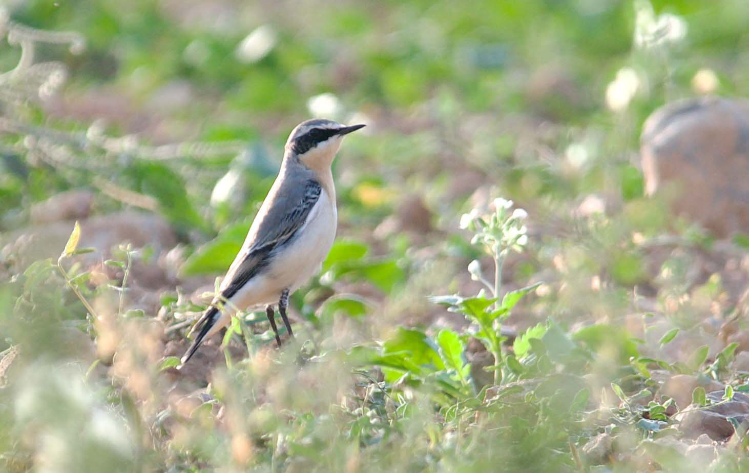 Còlit gris 02 (Oenanthe oenanthe) Foto Xavi García.jpg.jpg