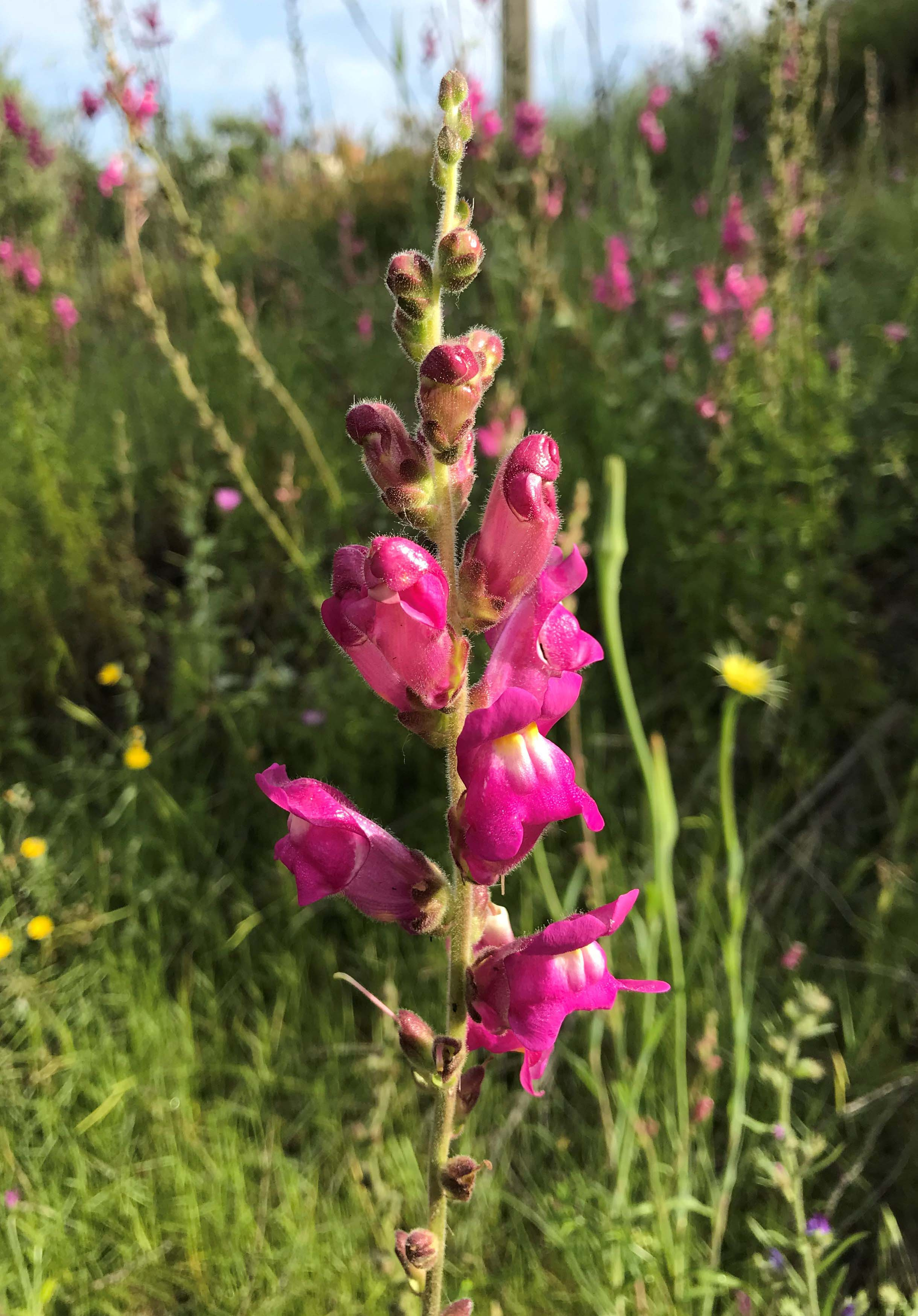 Conillets-Antirrhinum-majus-3296-3.JPG