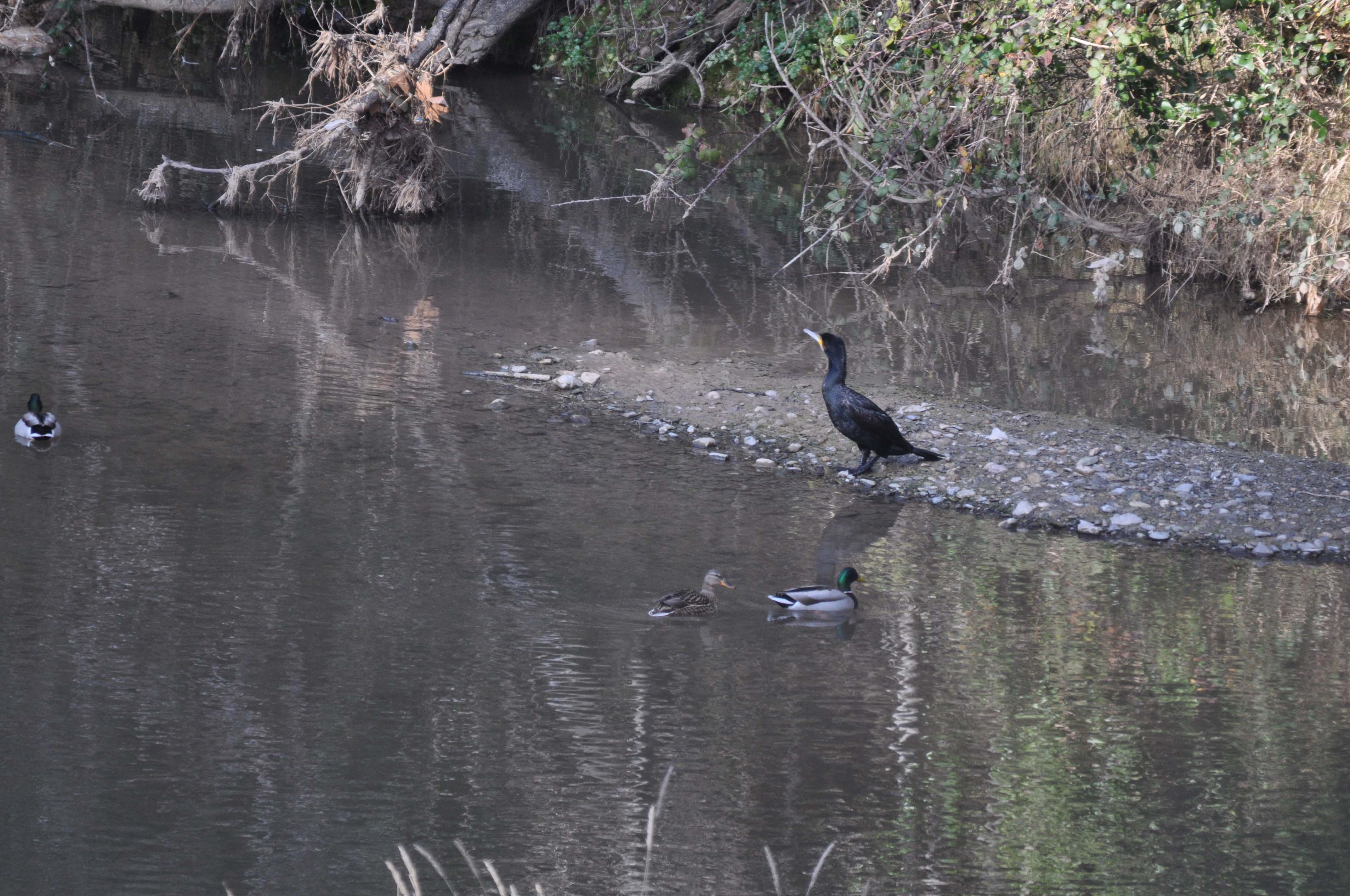 Corb-mari-gros-01-Phalacrocorax-carbo-i-Collverd-Anas-platyrhynchosFoto-Jordi-Romeu-3029-3.JPG