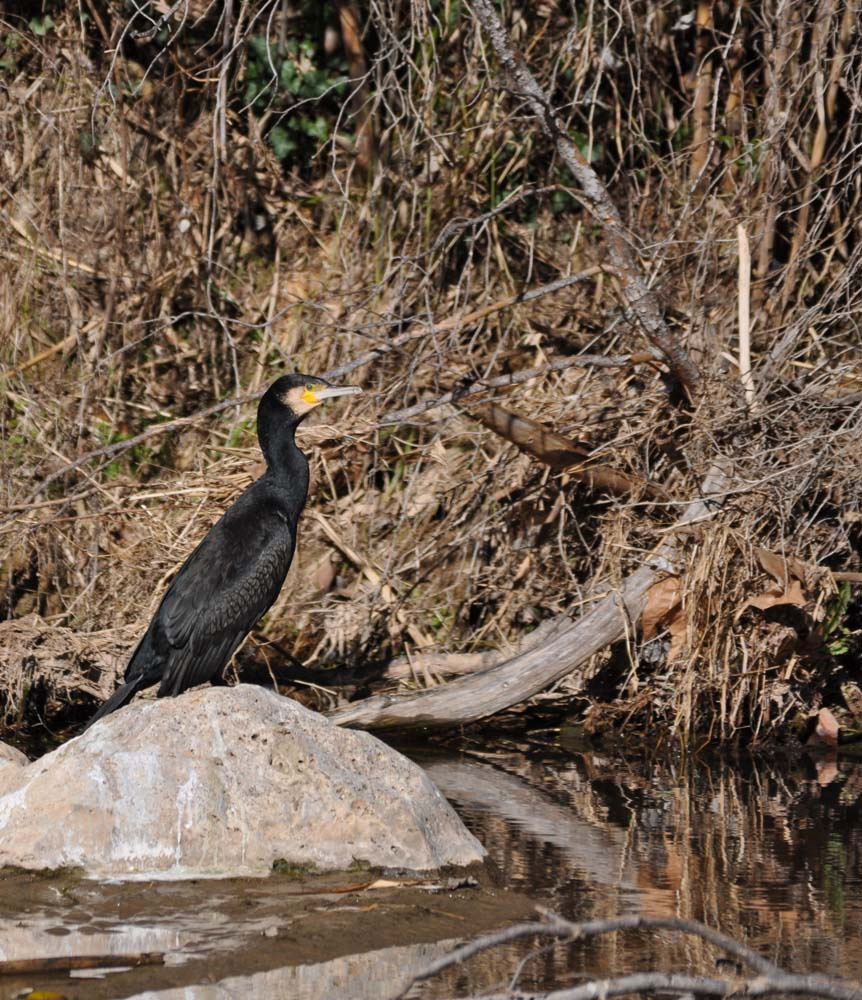 Corb marí gros 02 (Phalacrocorax carbo) Foto Jordi Romeu 2.JPG