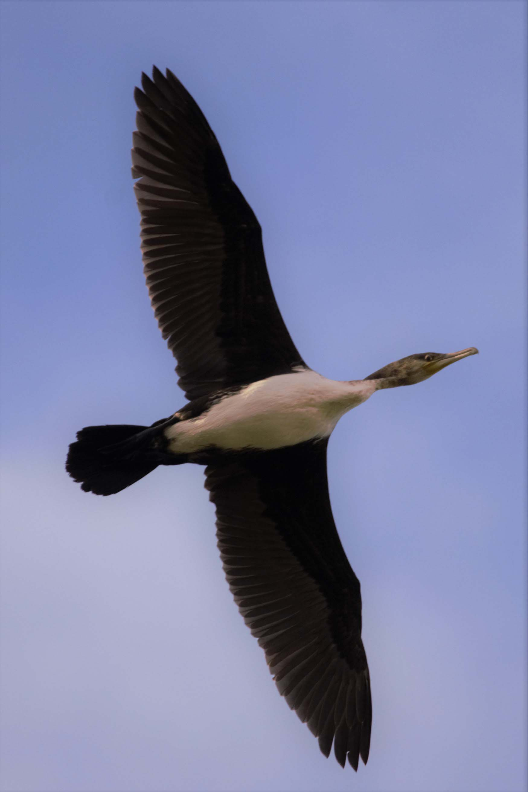 Corb marí gros 03 (Phalacrocorax carbo) i Collverd (Anas platyrhynchos) Foto Xavi García.jpg