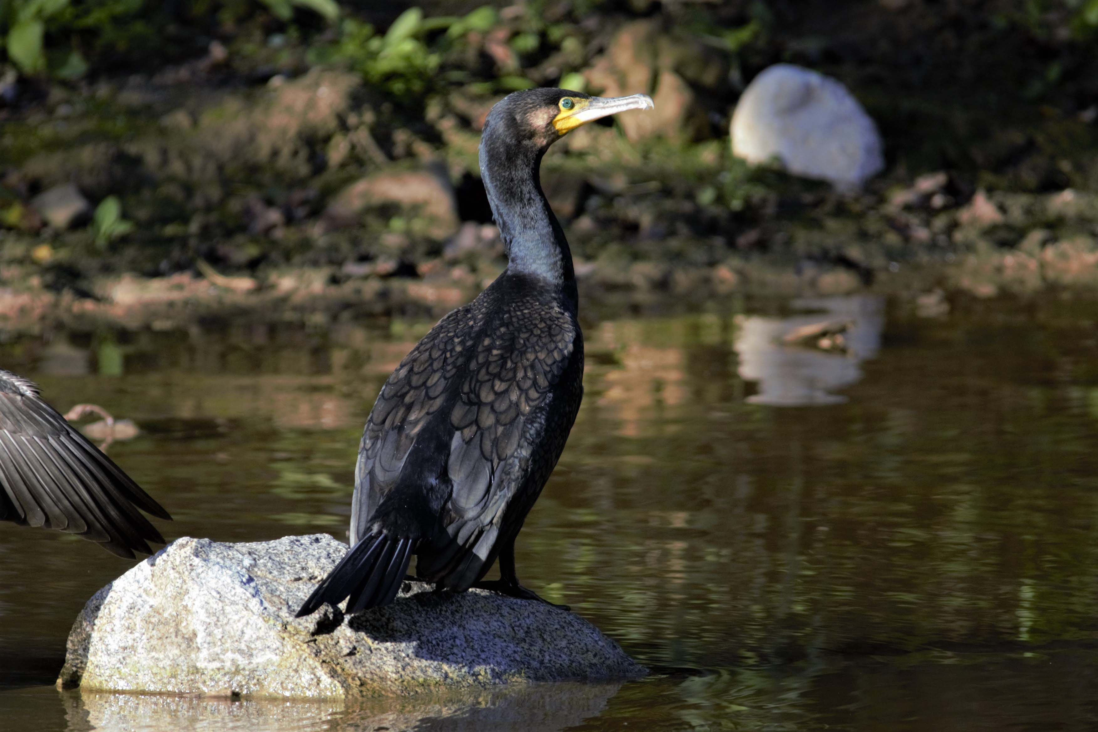 Corb marí gros 04 (Phalacrocorax carbo) i Collverd (Anas platyrhynchos) Foto Xavi García.jpg