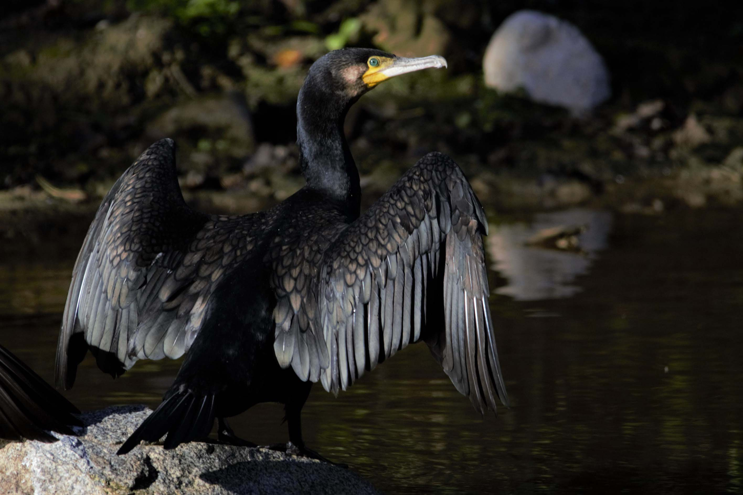 Corb marí gros 05 (Phalacrocorax carbo) i Collverd (Anas platyrhynchos) Foto Xavi García.jpg