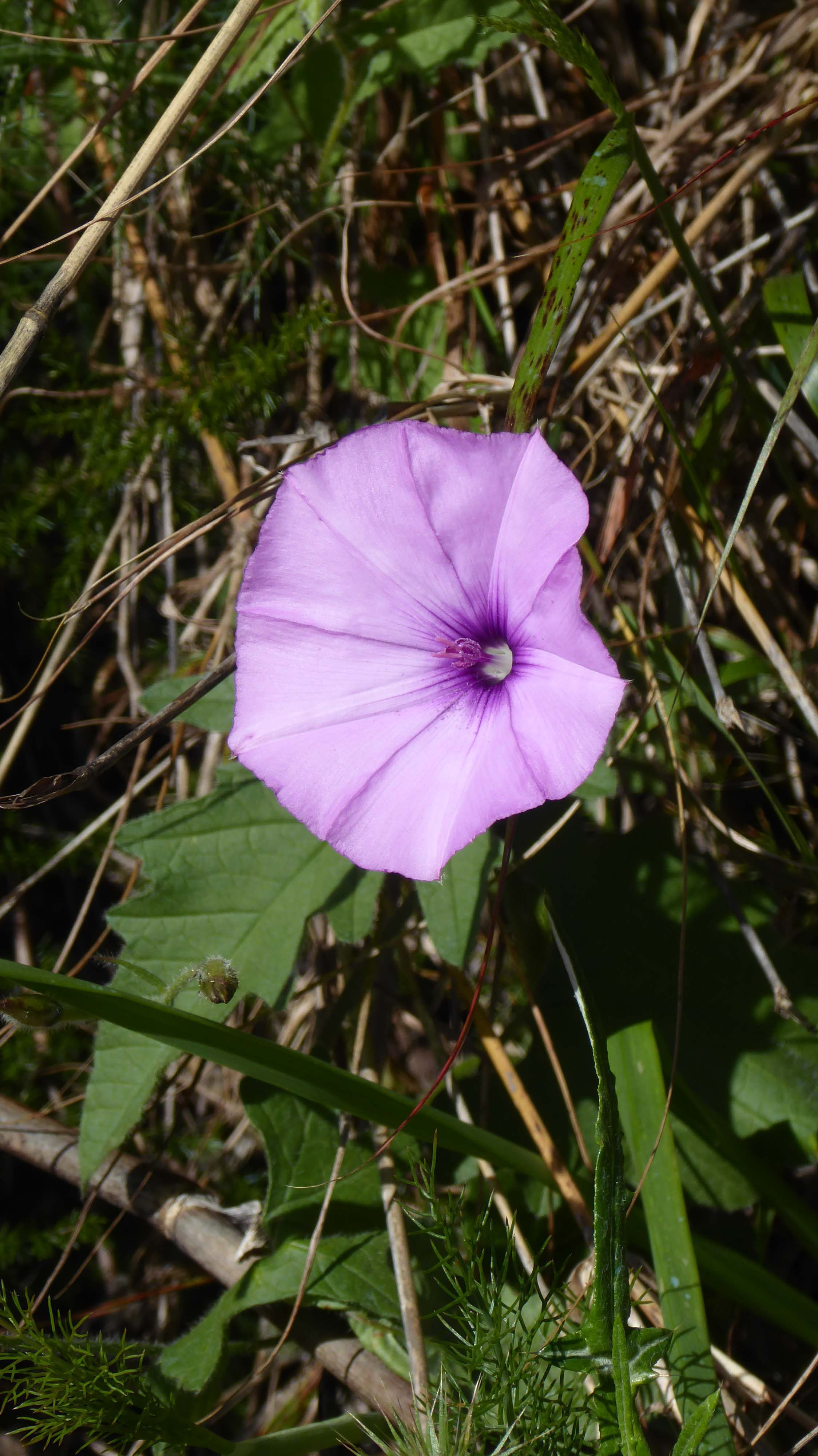 Corretjola-de-serp-Convolvulus-althaeoides-3298-3.JPG