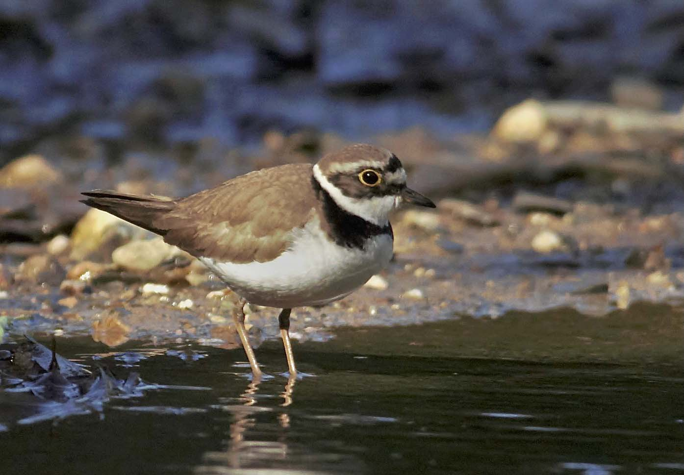 Corriol-petit-01-Charadrius-dubius-Foto-Xavi-Garcia-4216-3.jpg