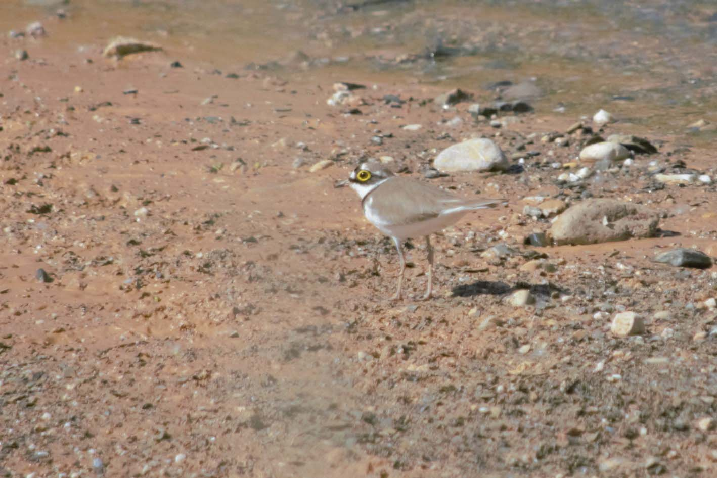 Corriol petit 02 (Charadrius dubius) Foto Xavi García.jpg