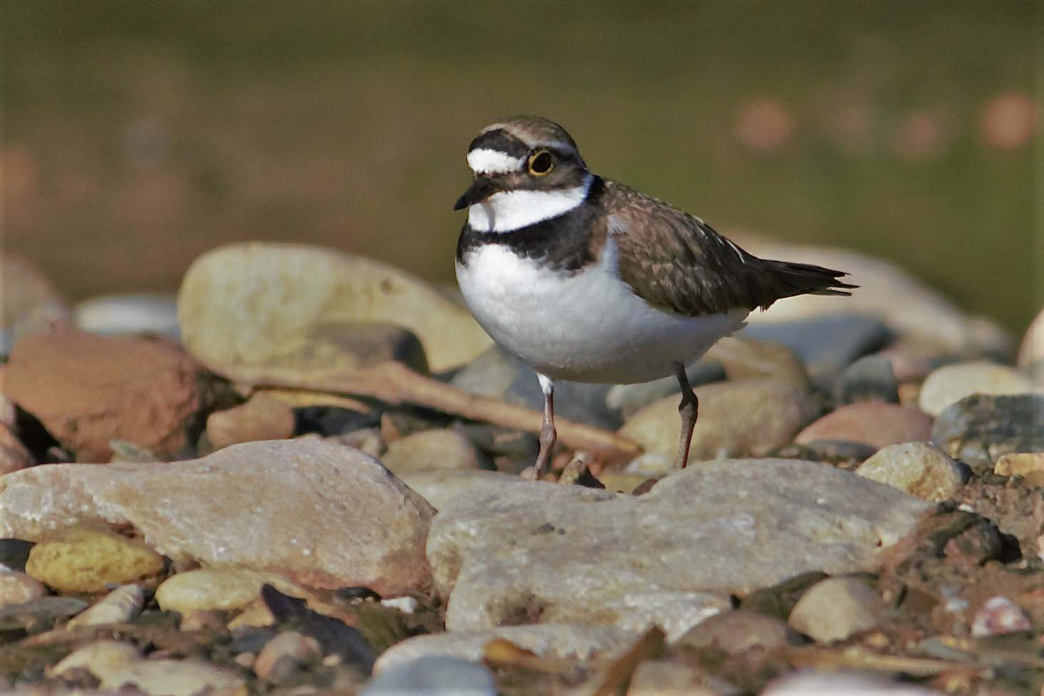 Corriol petit 03 (Charadrius dubius) Foto Xavi García.jpg