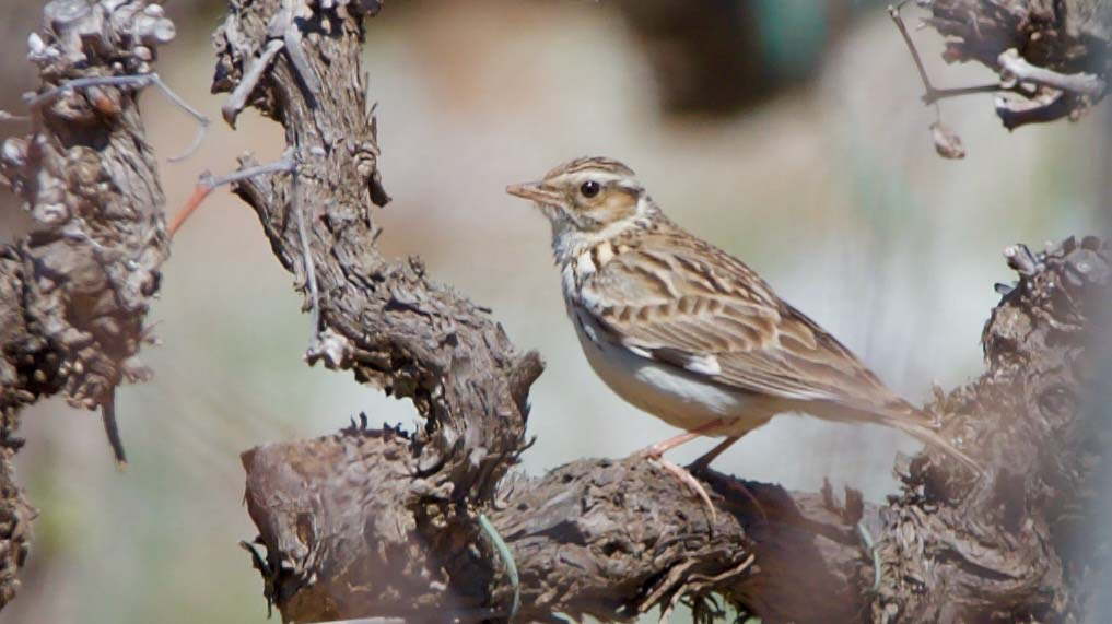 Cotoliu-01-Lullula-arborea-Foto-Xavi-Garcia-4223-3.jpg