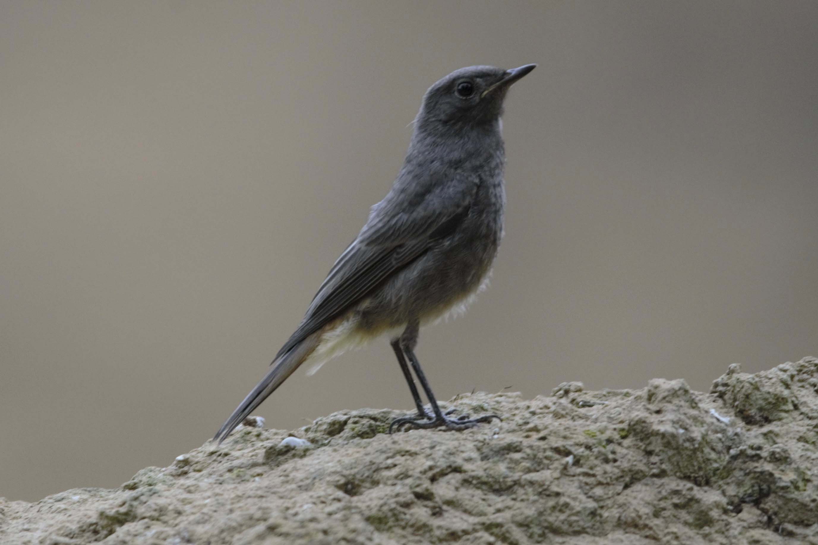 Cotxa-fumada-Phoenicurus-ochruros-Foto-Xavi-Garcia-4205-3.jpg