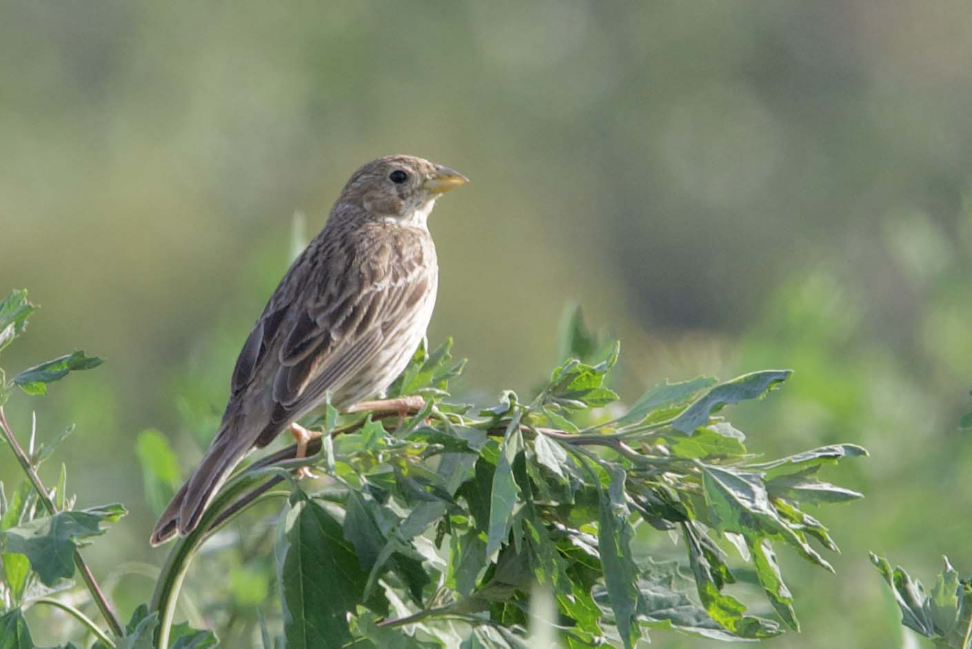 Cruixidell-01-Emberiza-calandra-Foto-Xavi-Garcia-4215-3.jpg