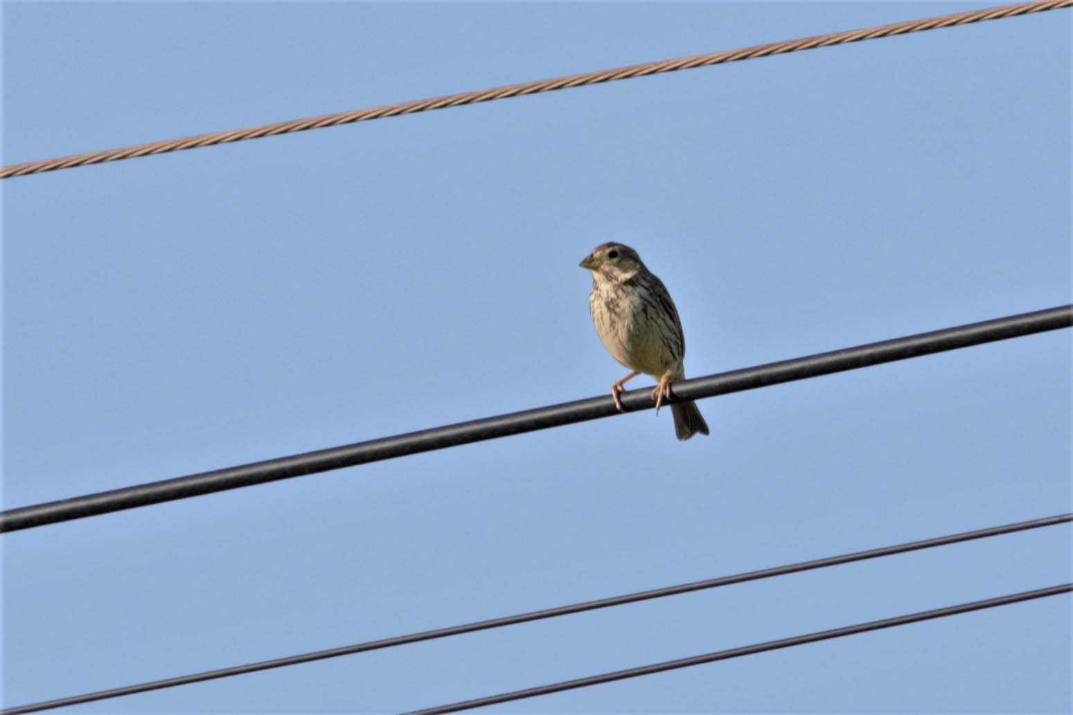 Cruixidell-Emberiza-calandra-Foto-Xavi-Garcia-4013-3.jpg