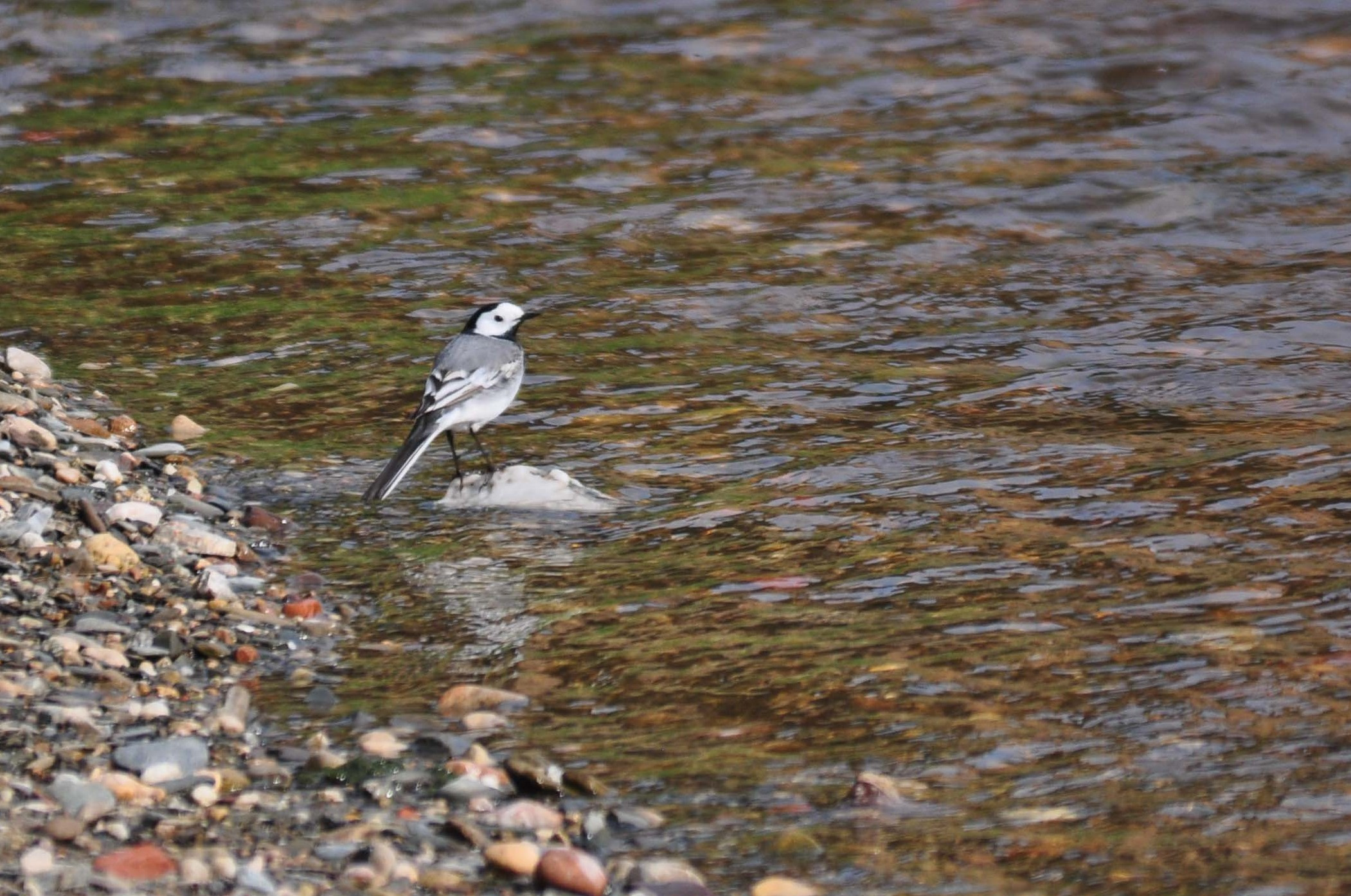 Cuereta-blanca-Motacilla-alba-Foto-Jordi-Romeu-3759-3.JPG